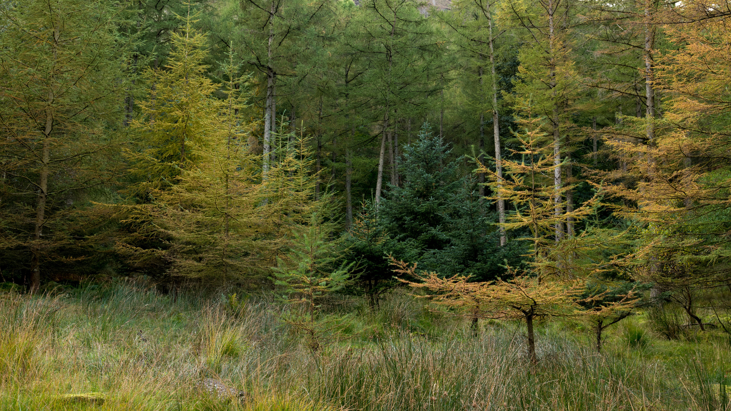 Pine trees starting to yellow on the banks of Lake Buttermere