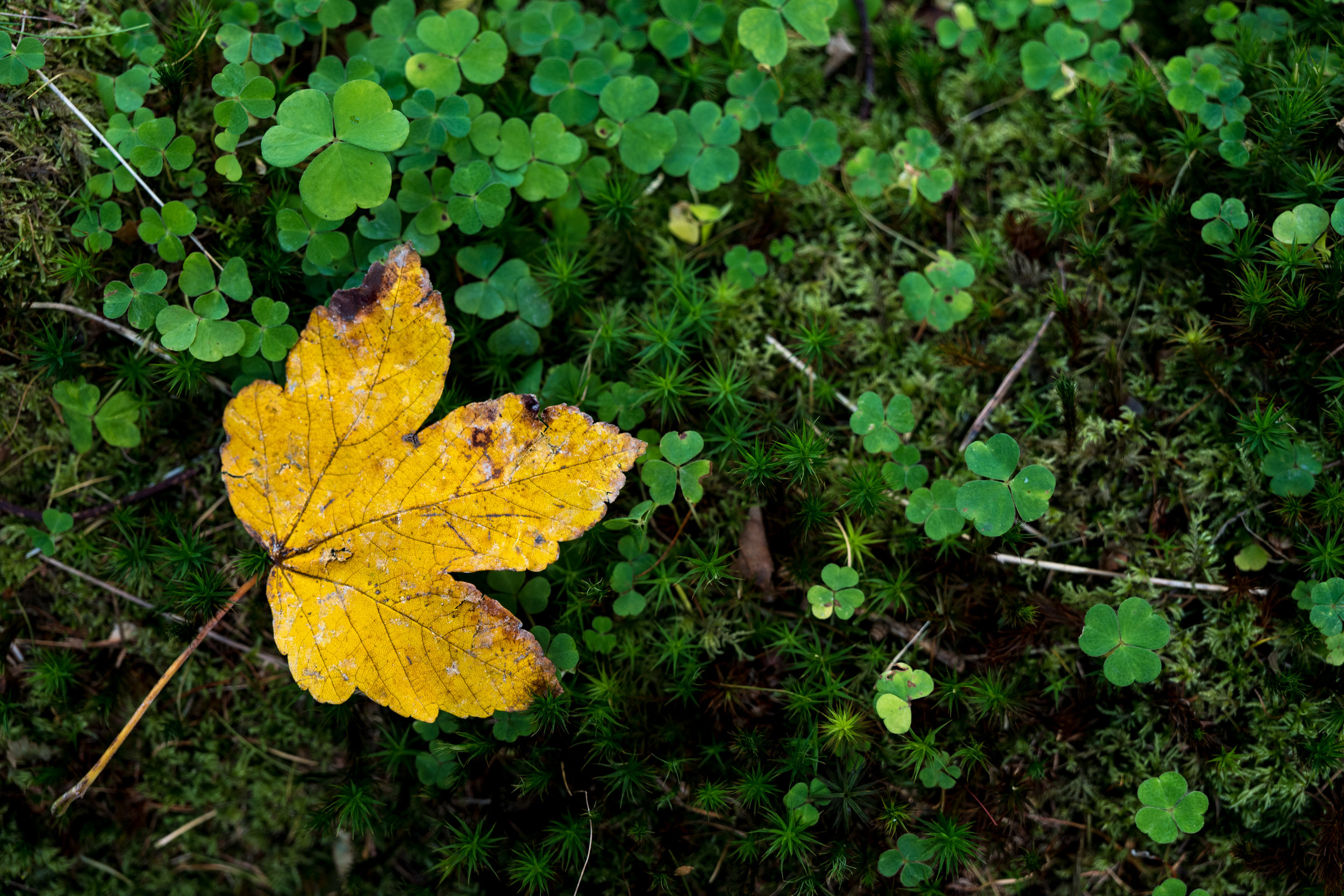 Yellow leaf on a log 