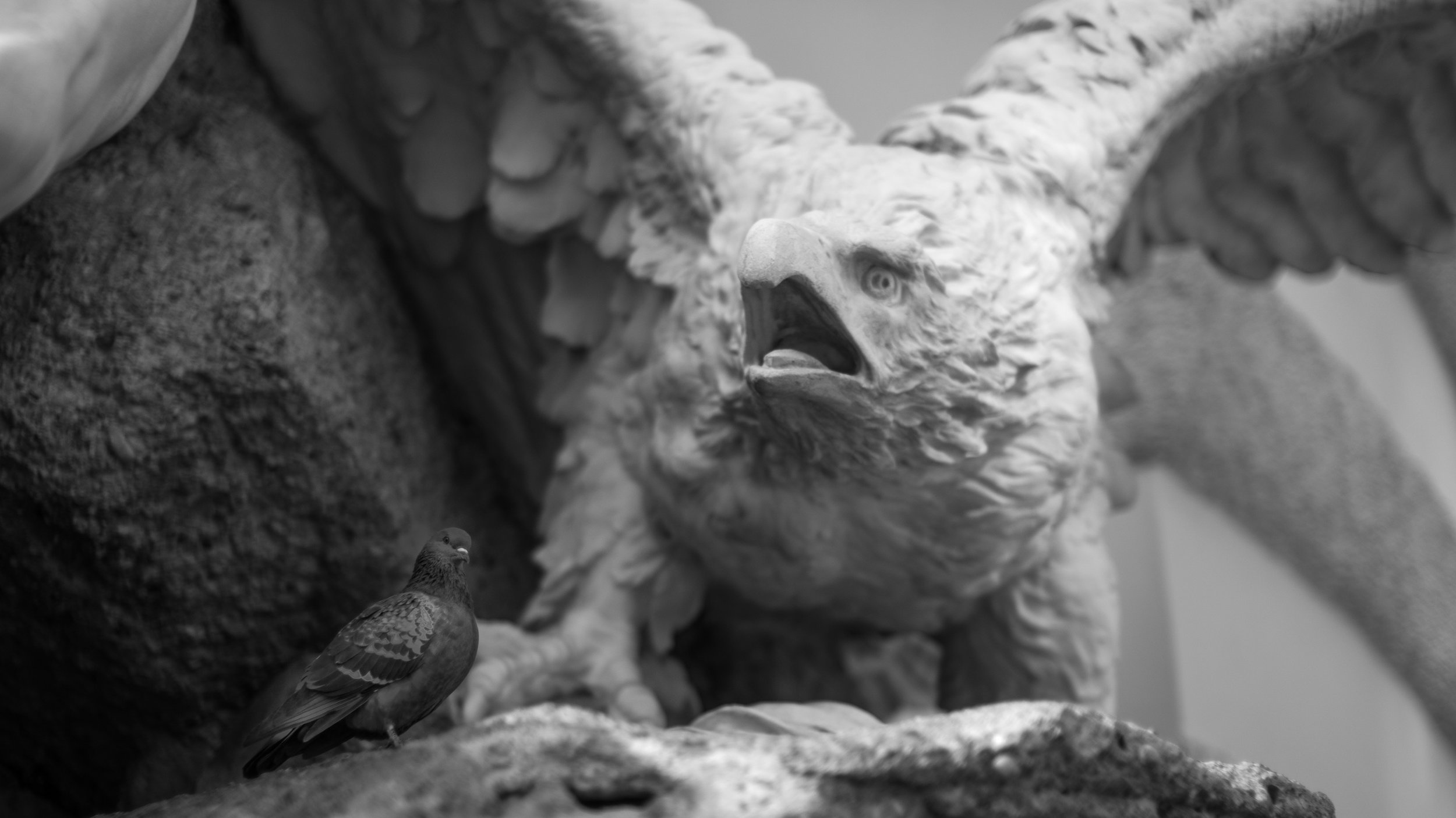 I think this is one of the most ironic images I've ever made. This is some fountain in Austria, and this pigeon was just chilling at the feet of the eagle / hawk thing in the statue. The expressions are priceless.