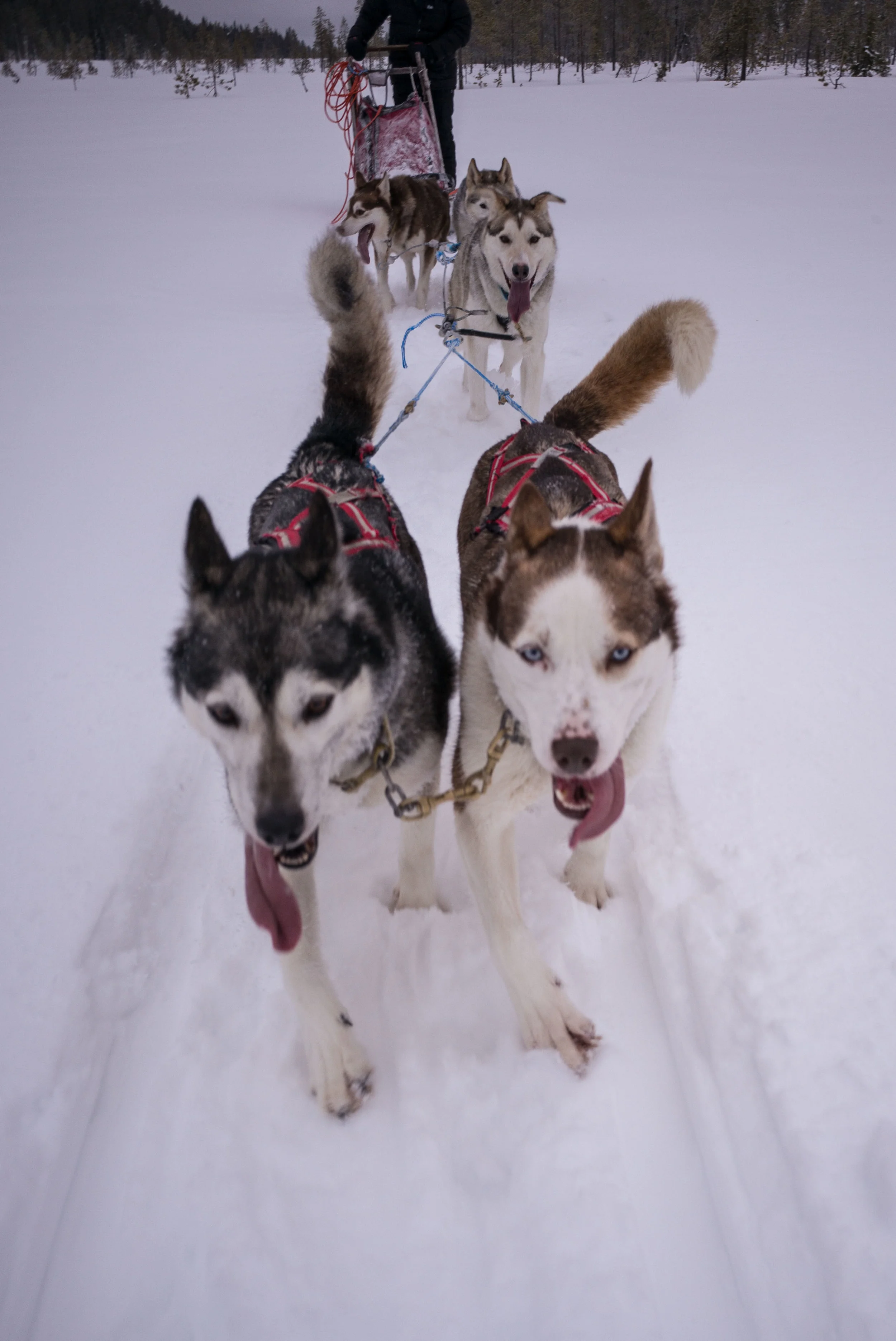 Dogs doing what they did best!