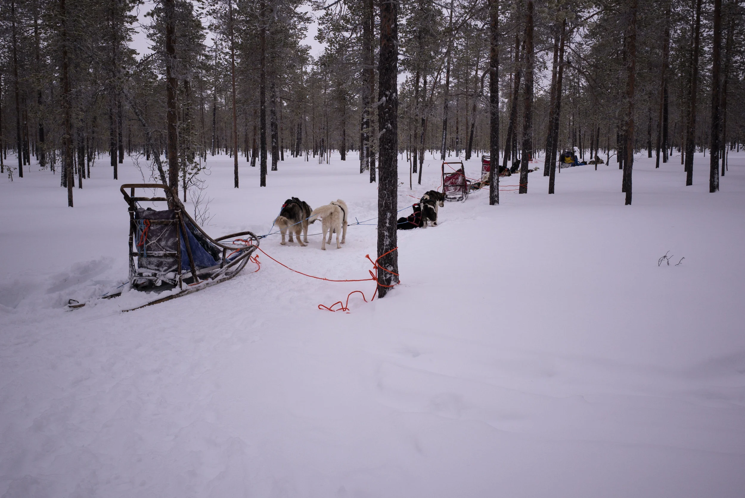 My team stopped for a break and tied up to prevent a runaway sled