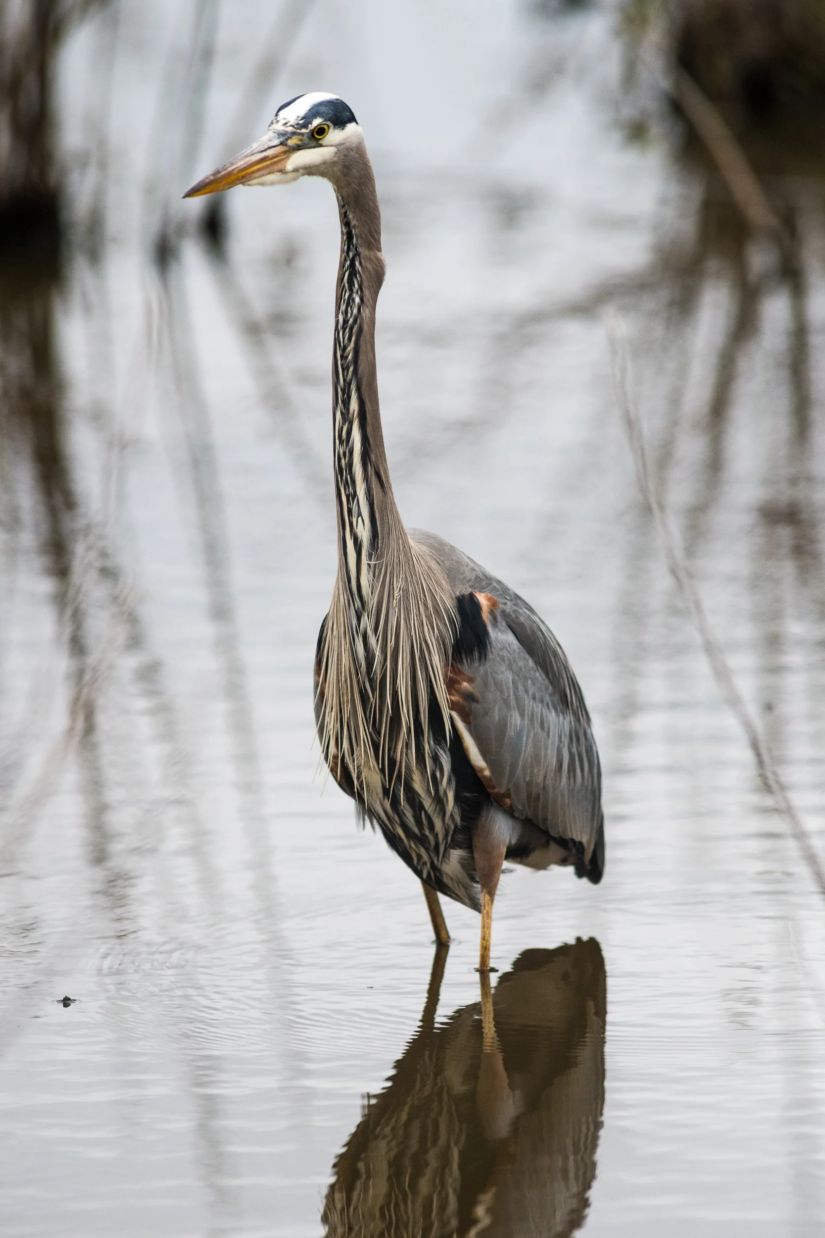 I may have taken 200 photographs of this blue heron through the course of the morning. He was incredibly friendly and got close enough that I had to start backing up!