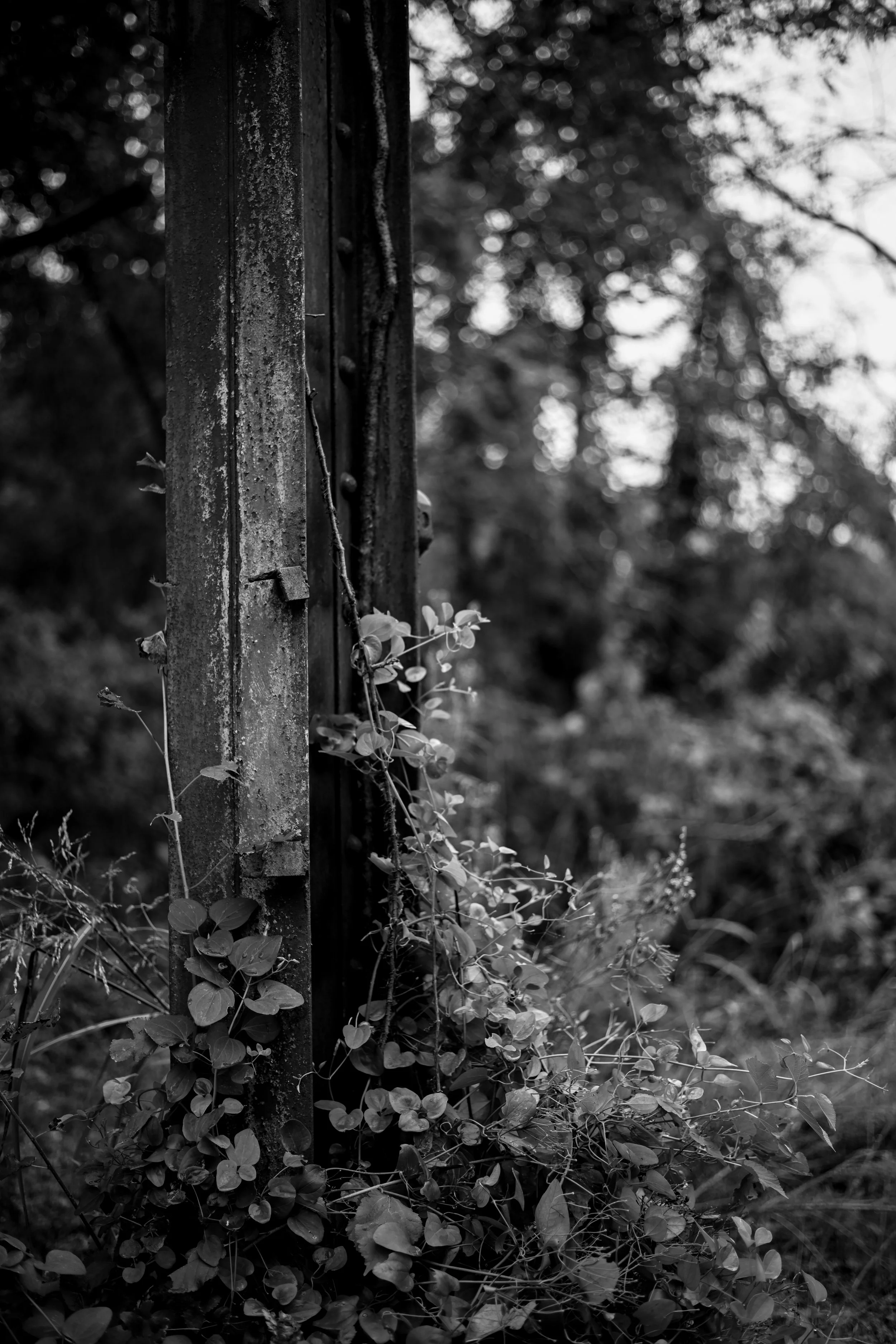 Urban decay. Nikon Z7 with Zeiss Milvus 50mm f/2.