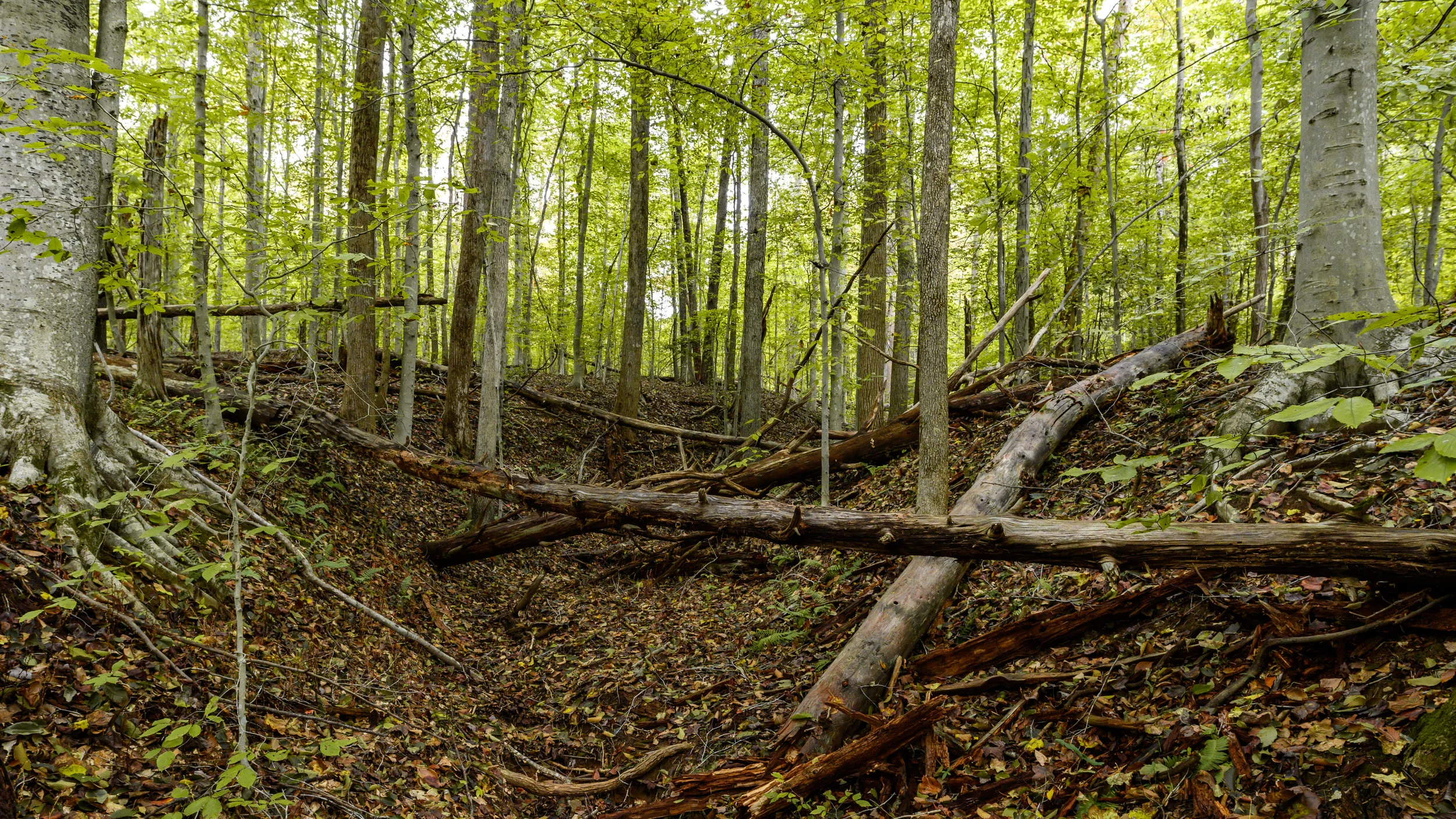 _DSC1464.jpg