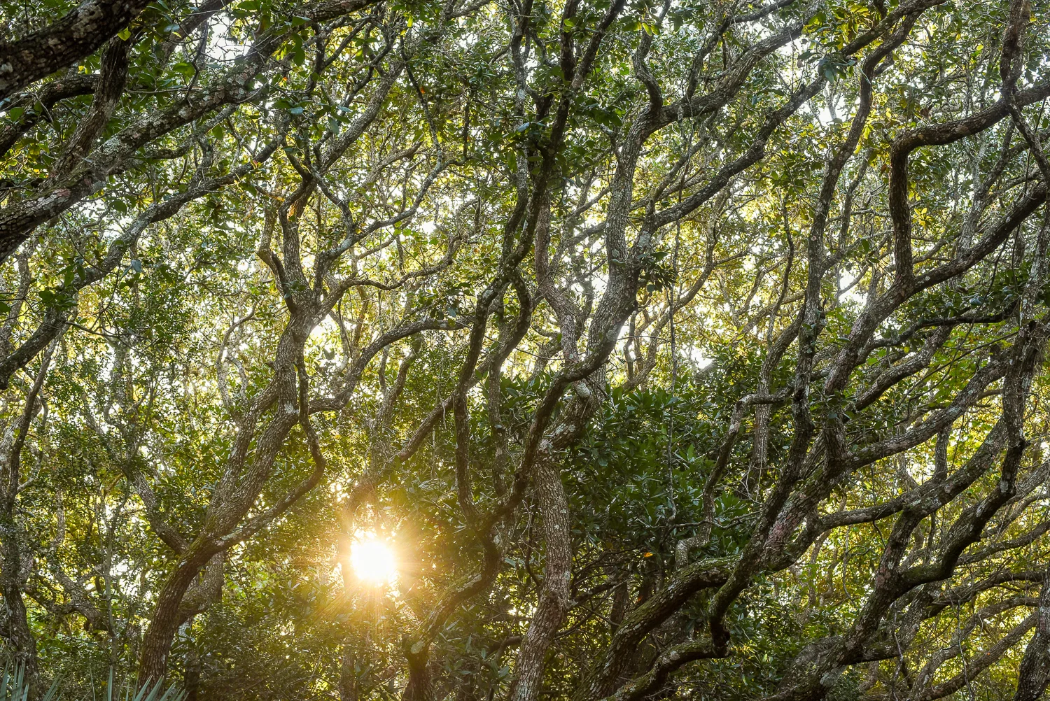 ponce sunrise-6.jpg