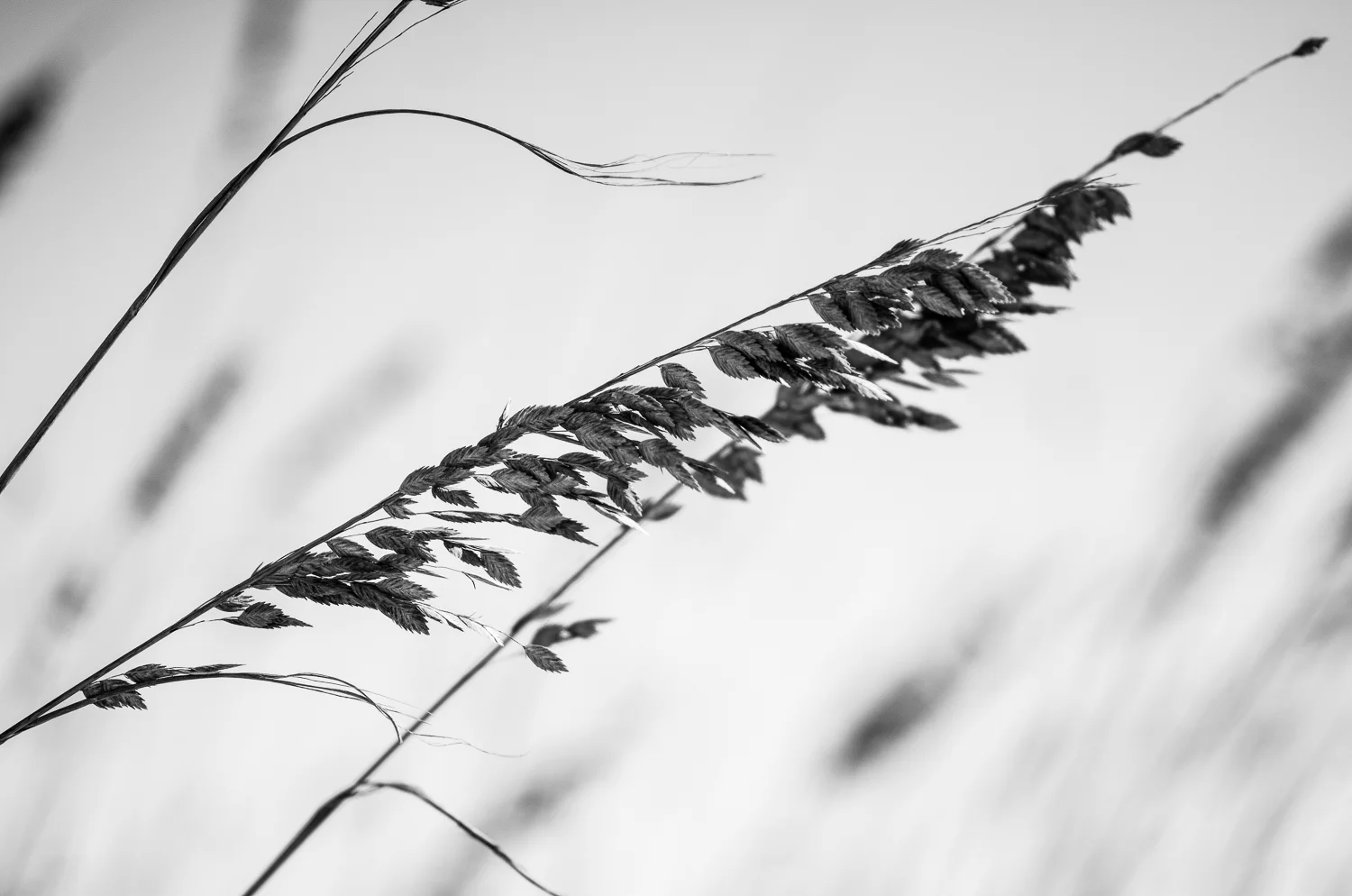 DSC_1583.jpg