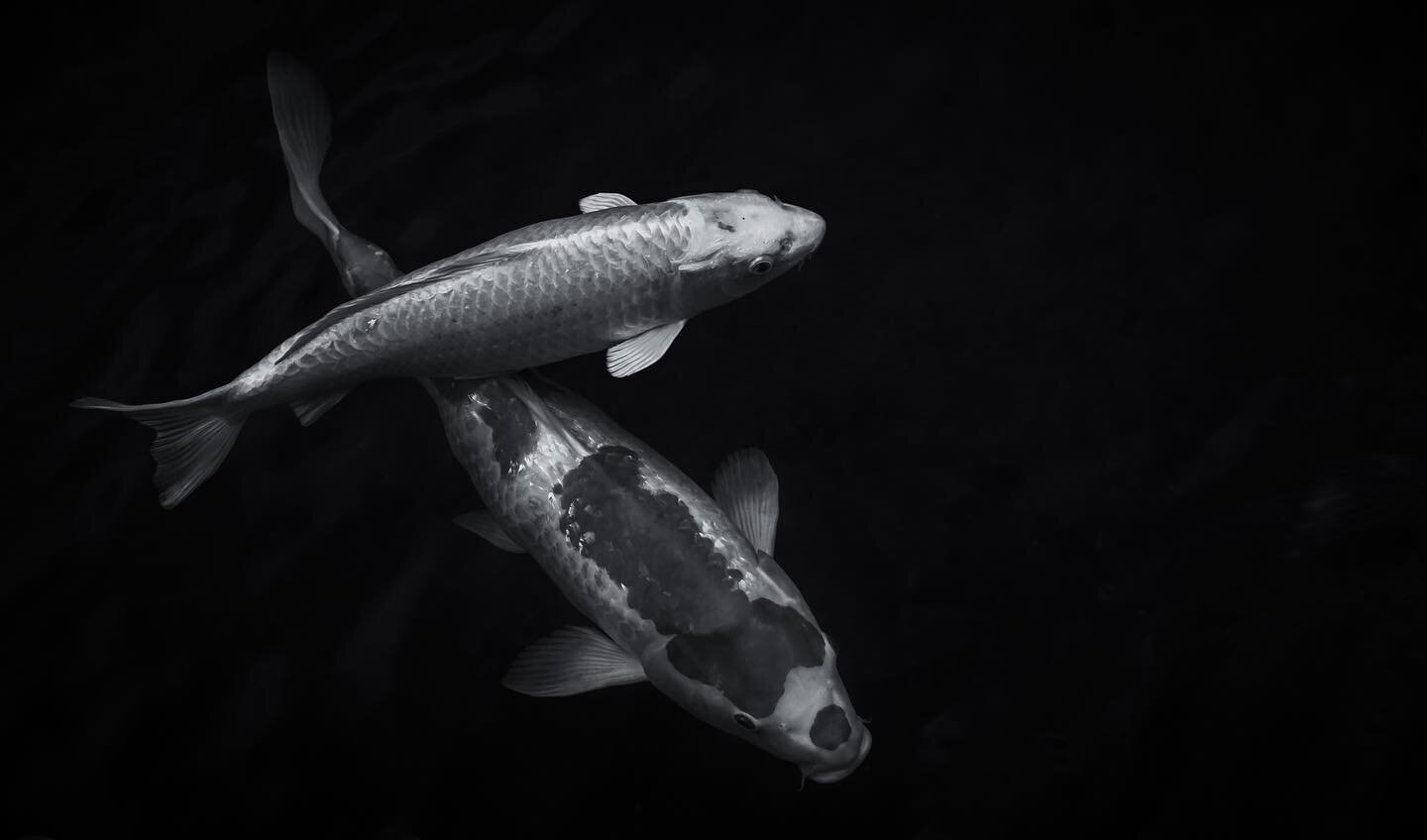 Shot this photo during my time living in The Woodlands, TX. Along the waterway they have a nice garden area with a koi pond with a crazy amount of koi fish. It took a while but I eventually got this composition that I was going for. #koi #koifish #fi