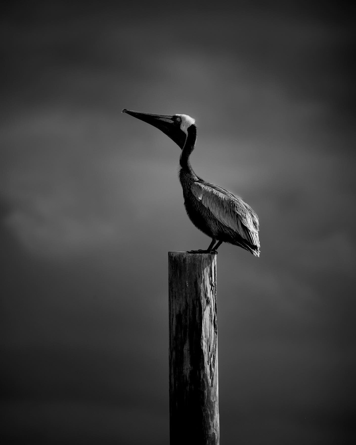 Shot this portrait of a pelican perched on top of a pole at Ponce Inlet, FL #pelican #bw #monochromatic #bird #birds #moody #simple #nikon #z6ii #sigma #sigma150600 #natgeoyourshot