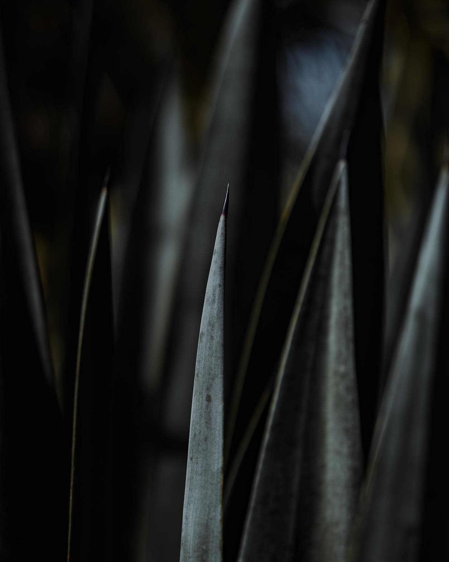 Just picked up a new Nikon 85 1.8 s and had to take it for a test drive! Paired with the Z6ii, I can honestly say this is the best lens/camera combo I&rsquo;ve used. The bokeh is bokehlicious, colors are simply gorgeous and wow is it SHARP! #NikonCre
