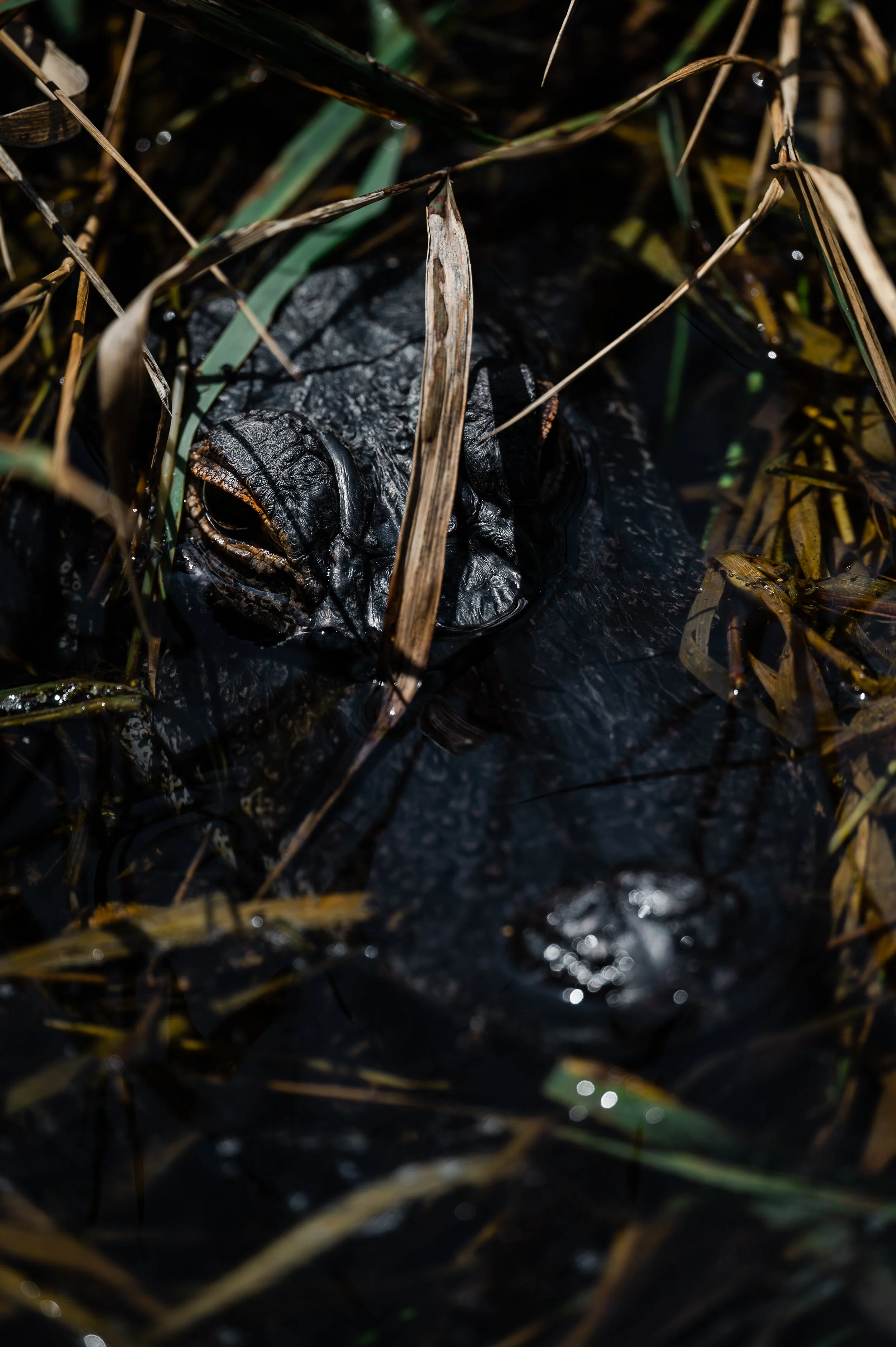 GeminiSprings-18.jpg