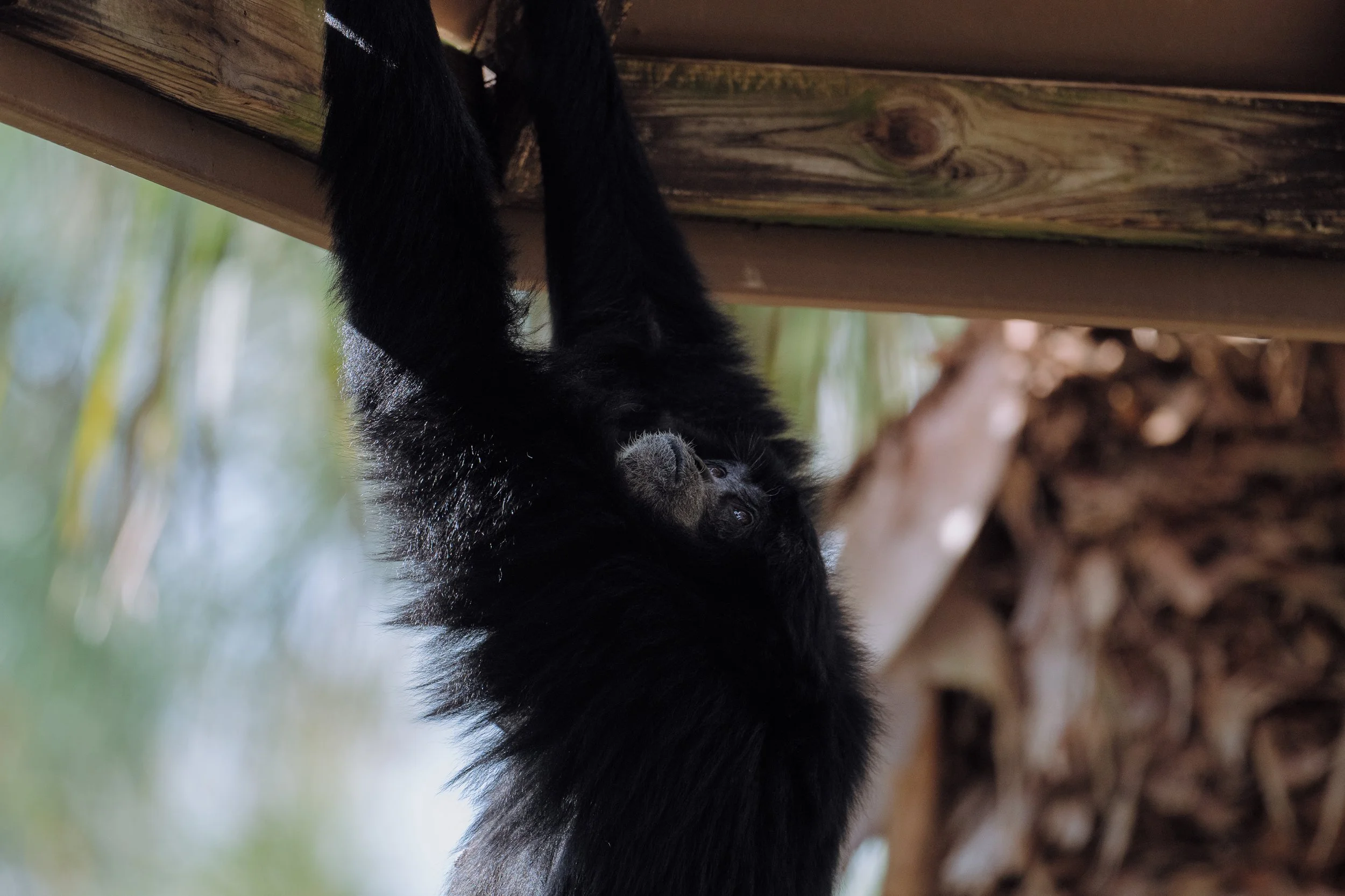 Brevard Zoo.jpg