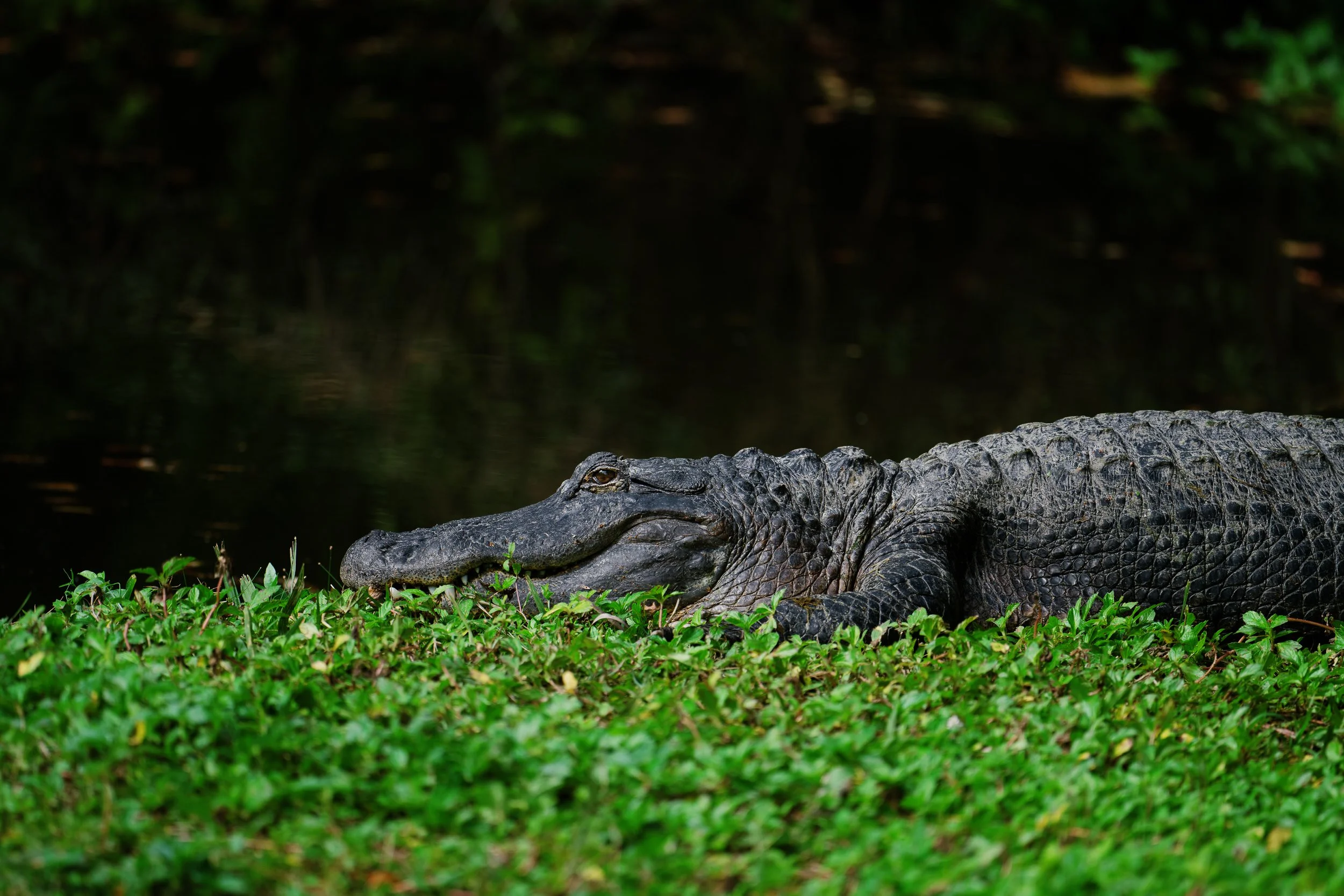 Brevard Zoo-7.jpg