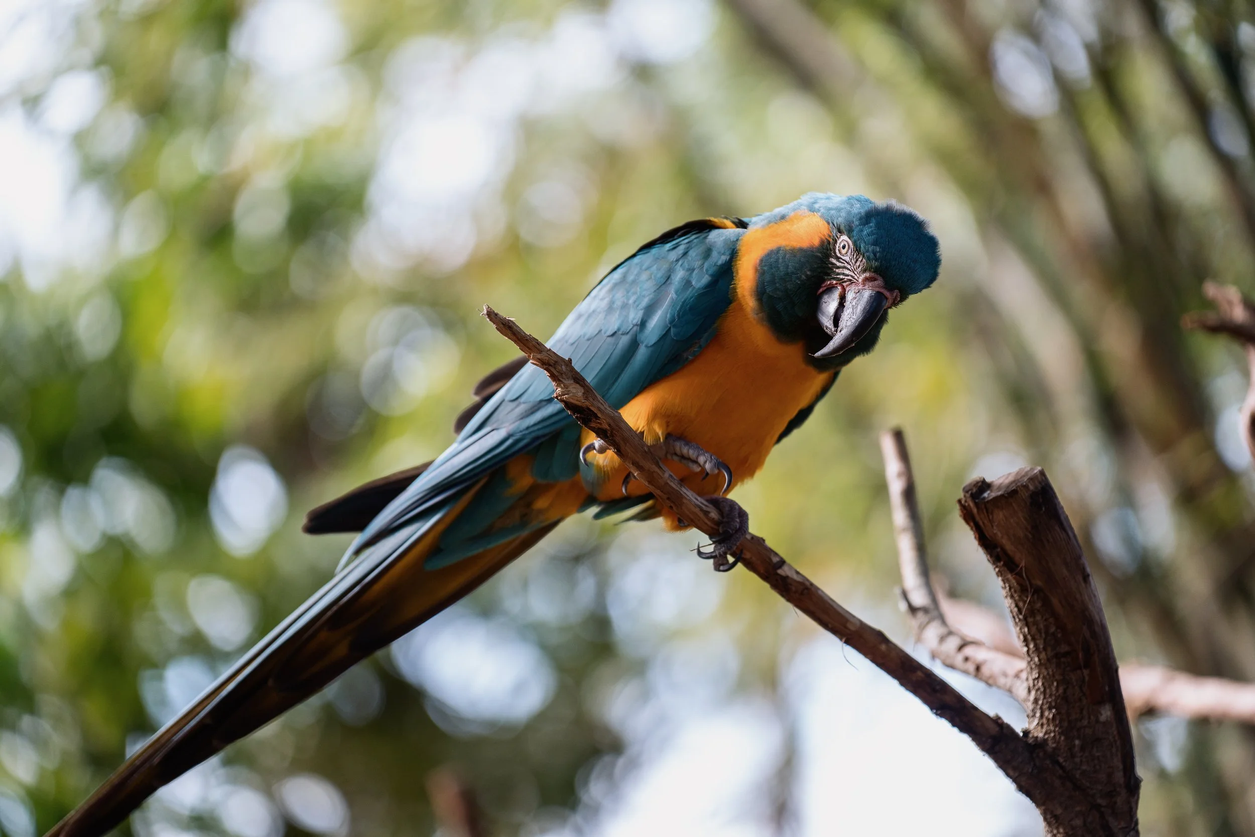Brevard Zoo-10.jpg