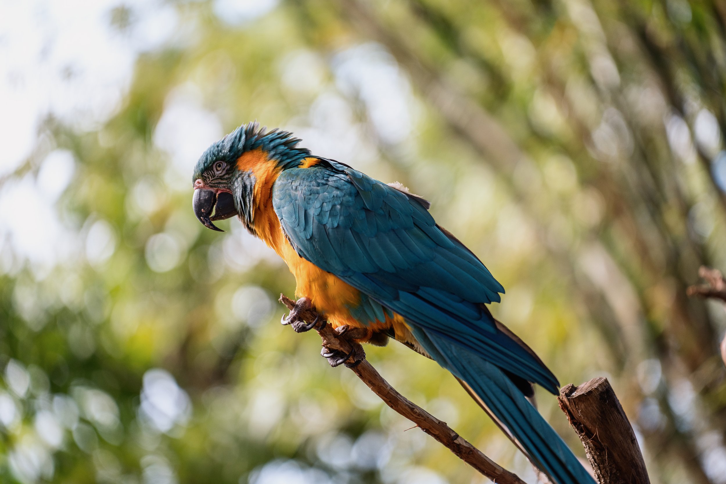 Brevard Zoo-11.jpg