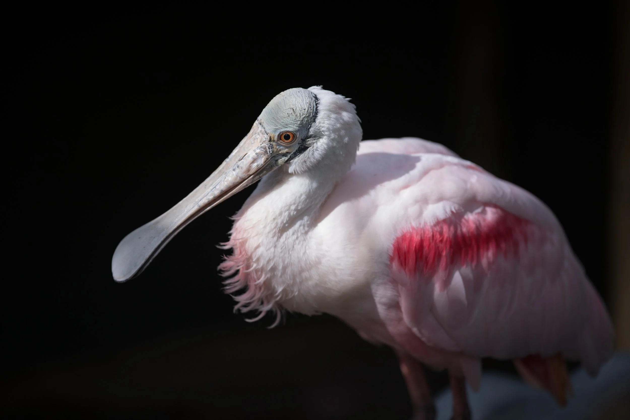 Brevard Zoo-15.jpg