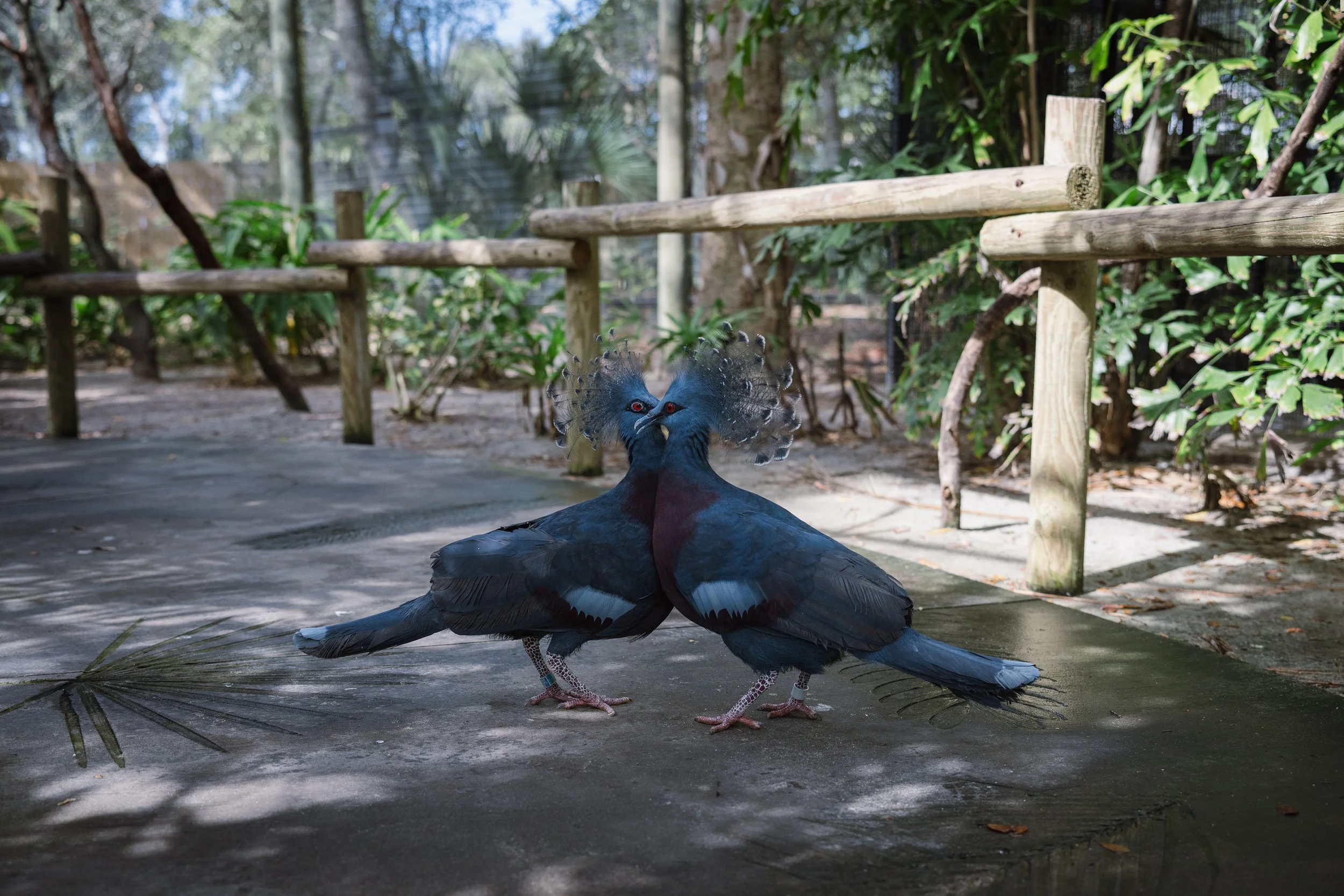 Brevard Zoo-16.jpg