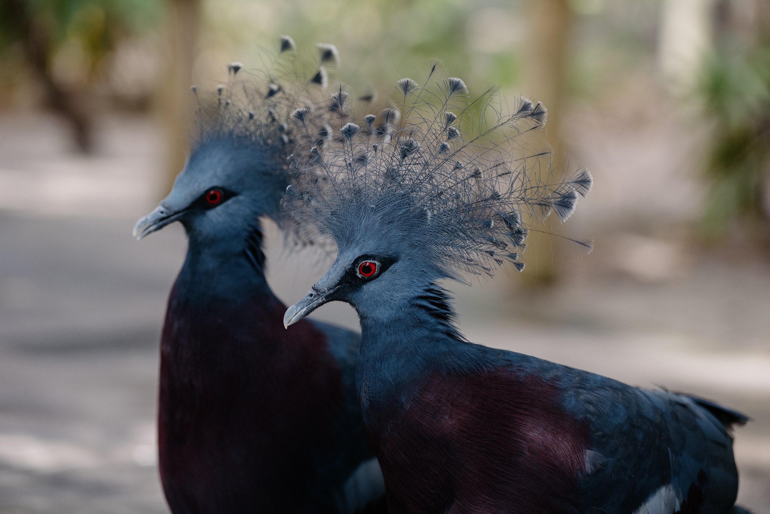 Brevard Zoo-19.jpg