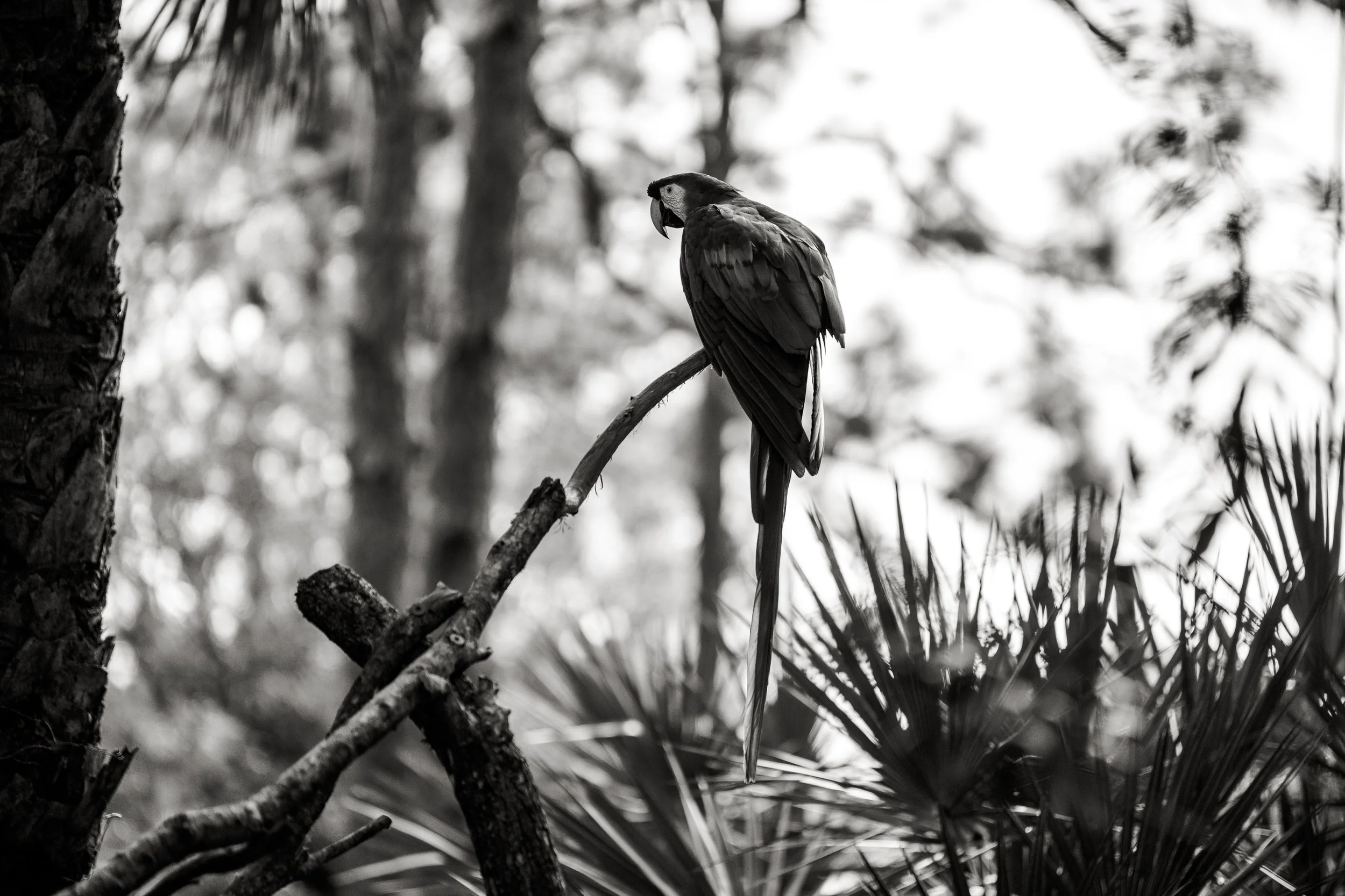 Brevard Zoo-23.jpg