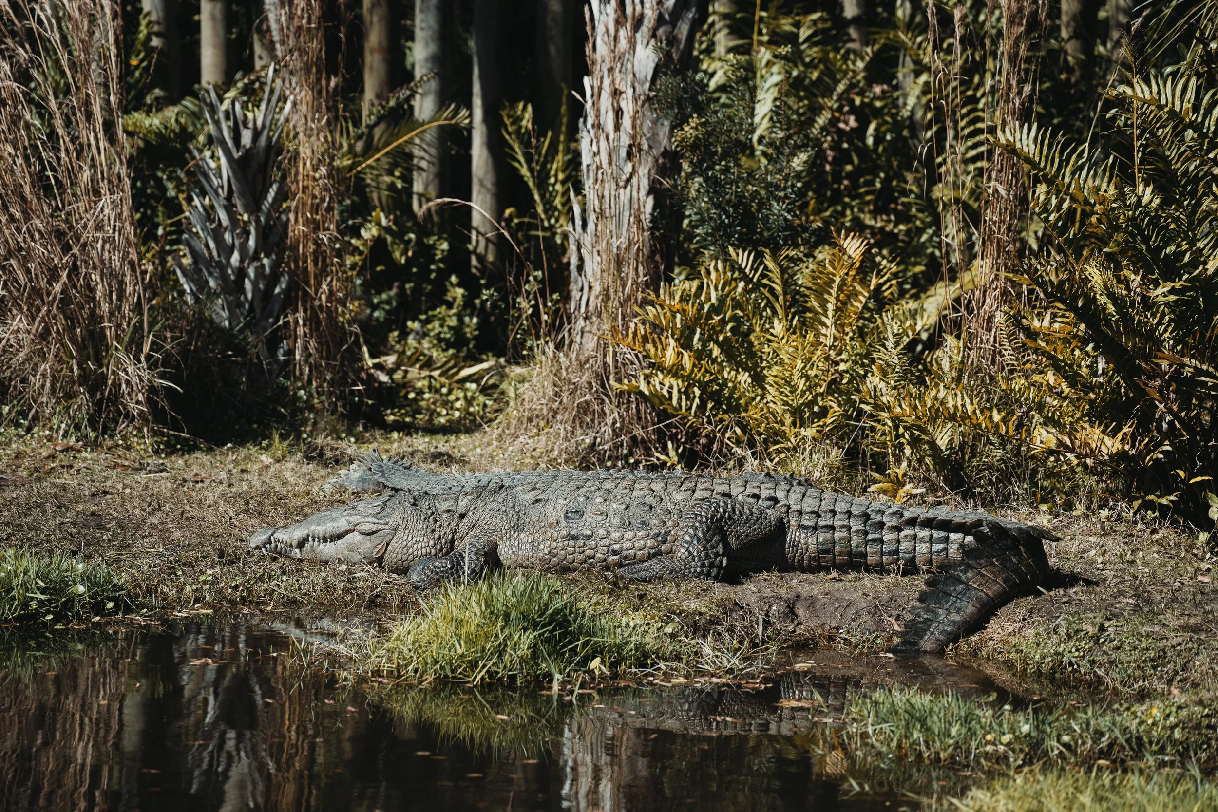 Brevard Zoo-24.jpg