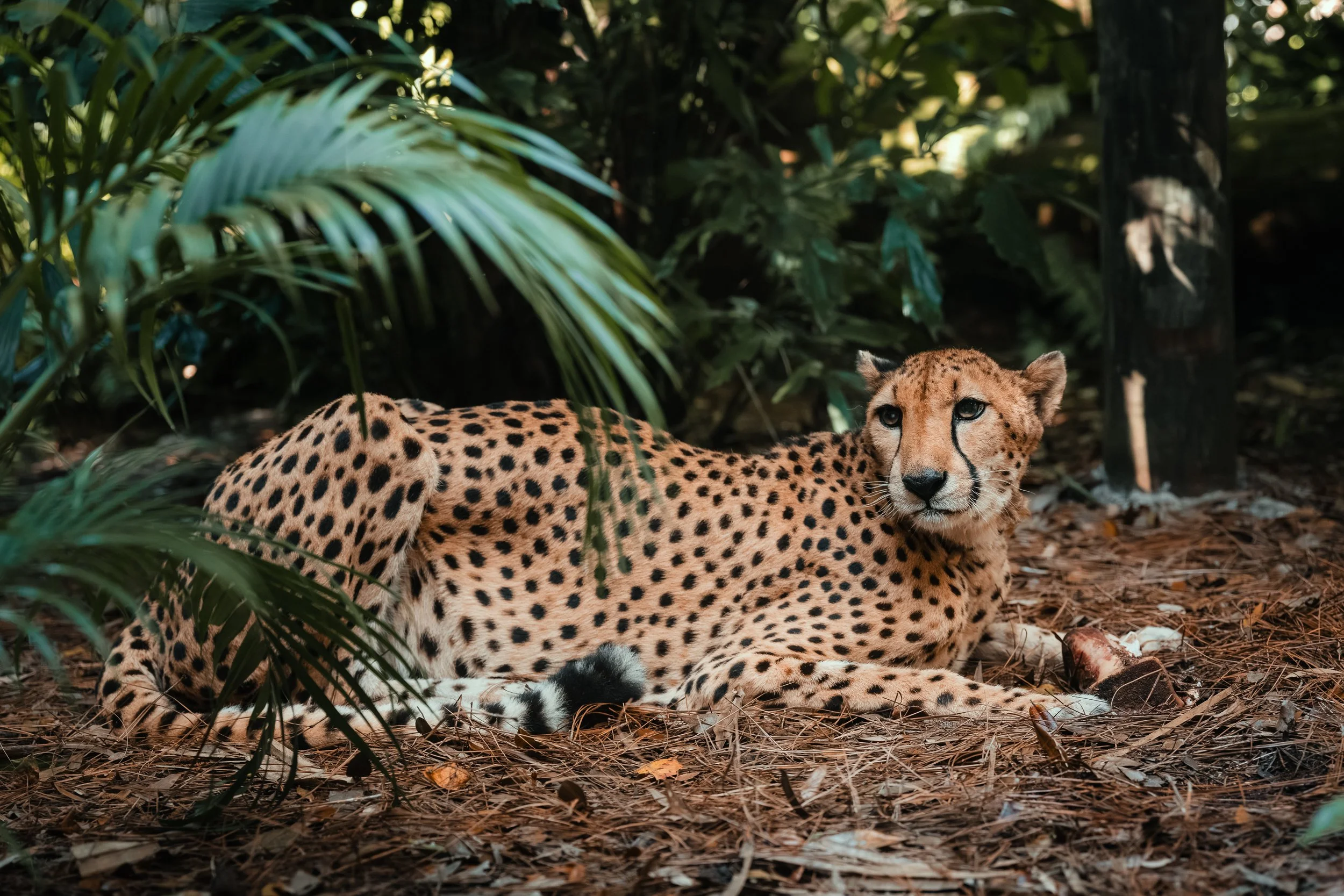 Brevard Zoo-26.jpg