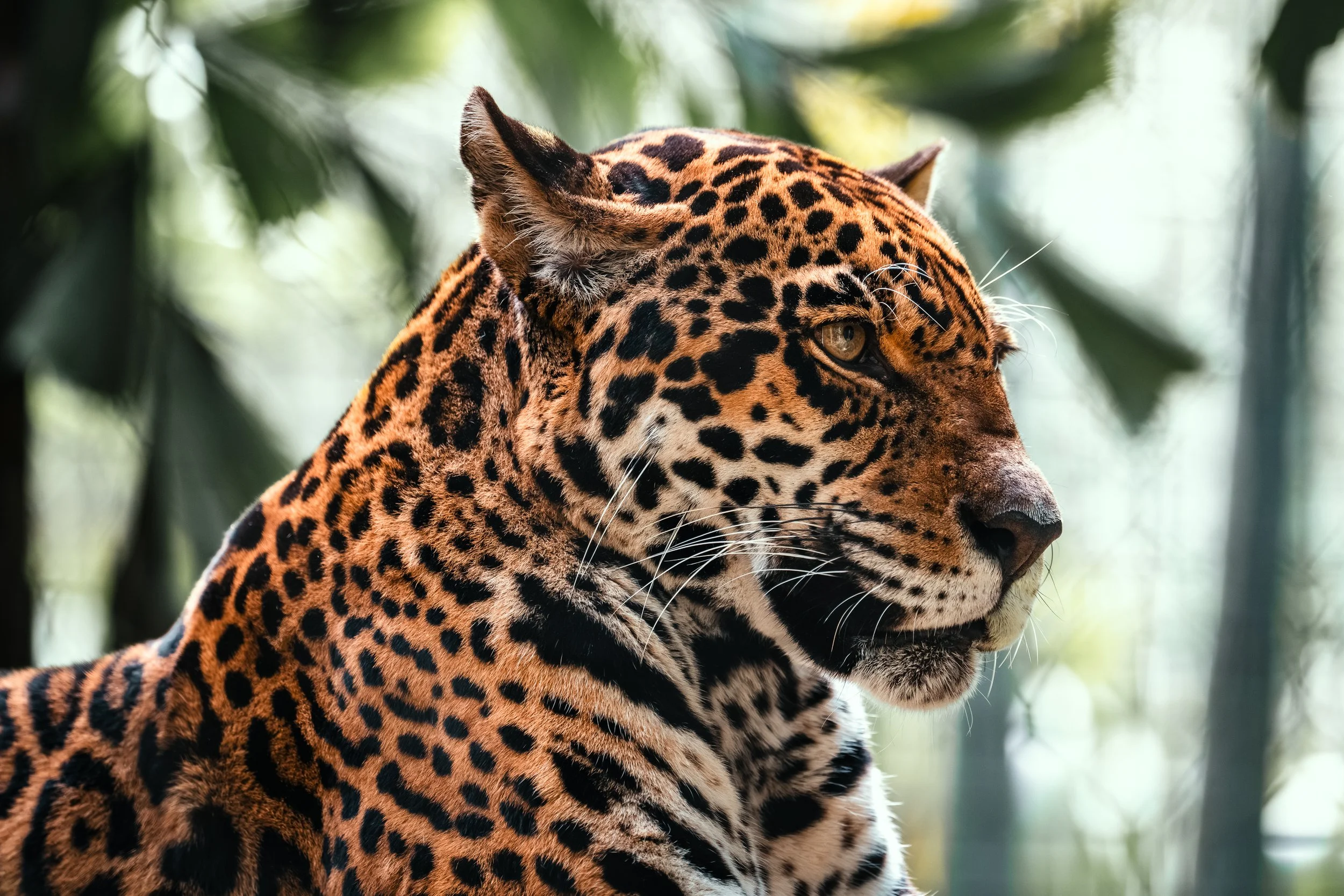 Brevard Zoo-32.jpg