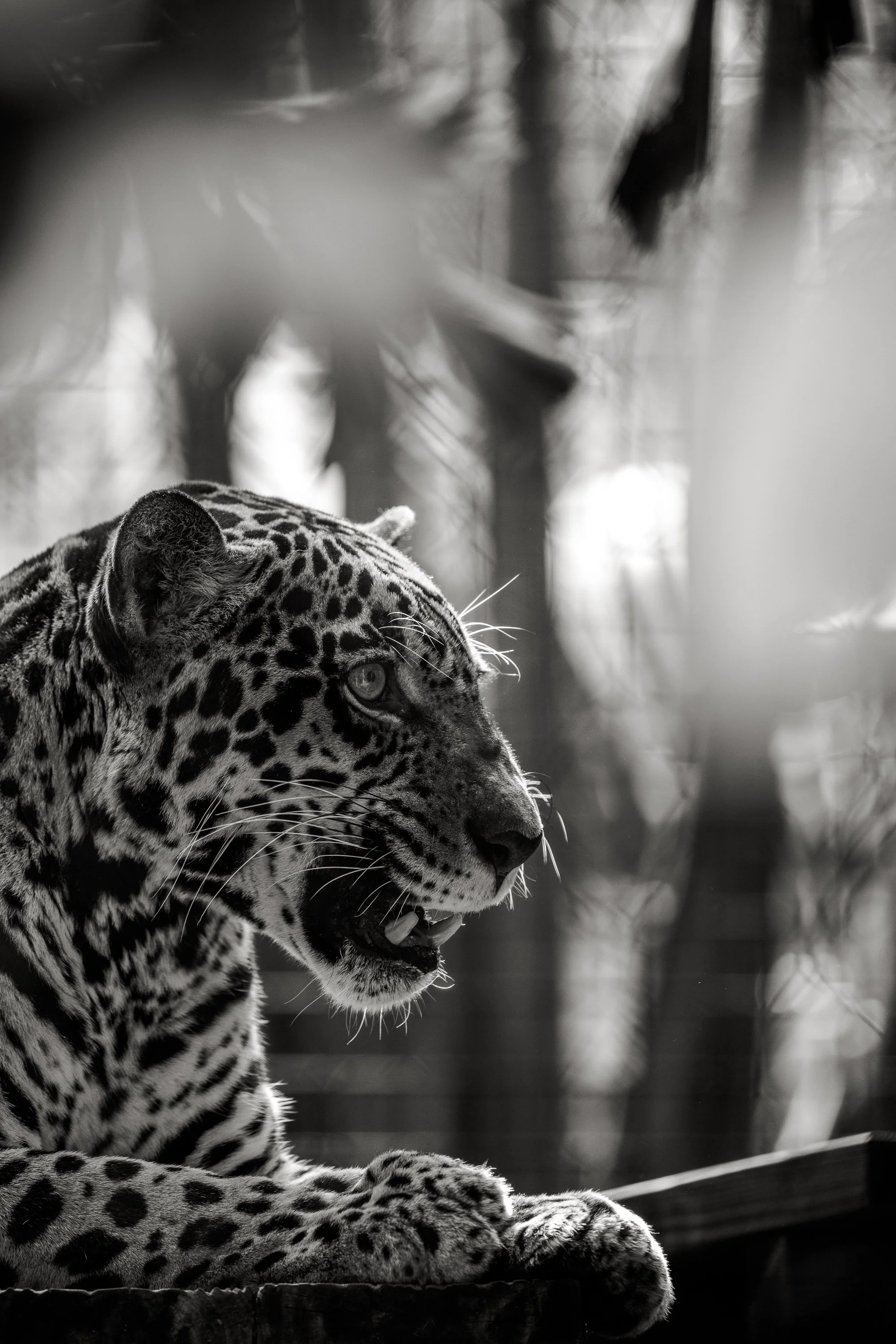 Brevard Zoo-36.jpg