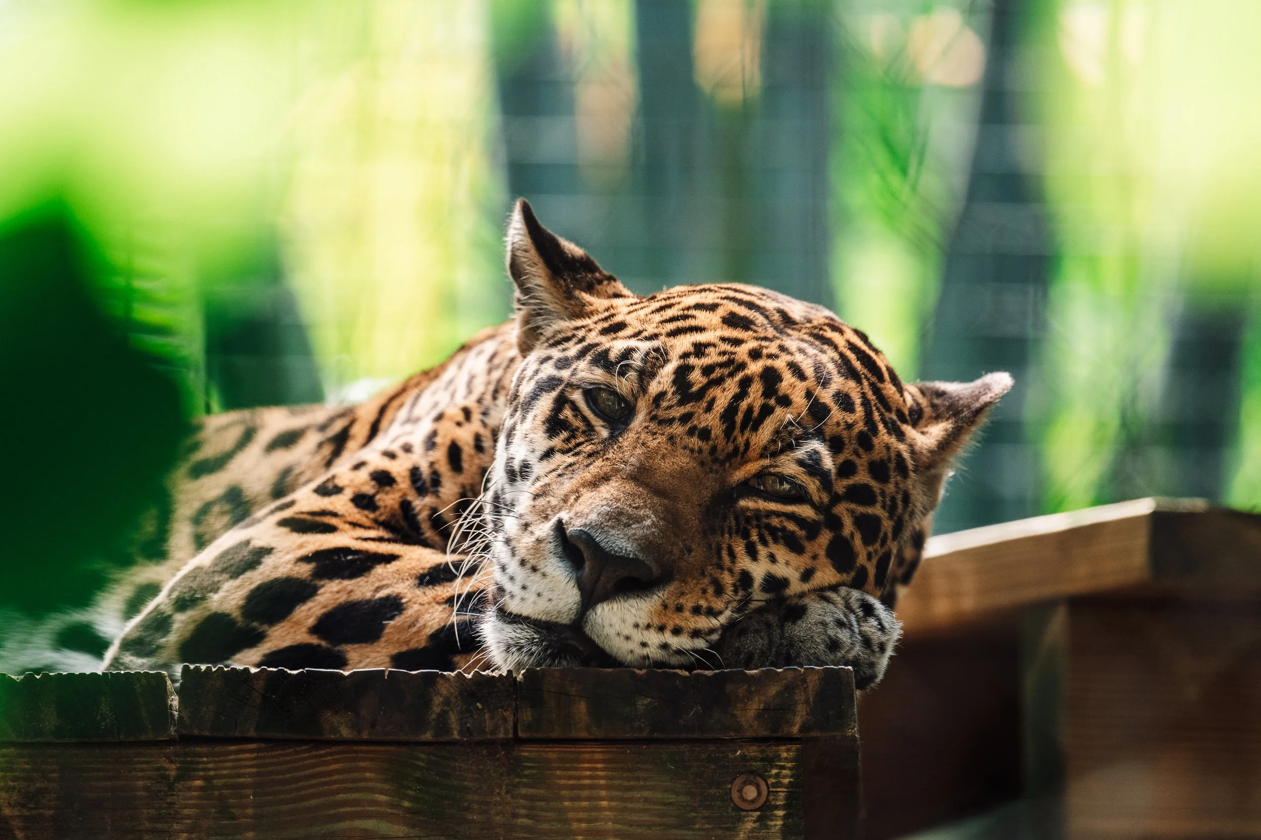 Brevard Zoo-38.jpg