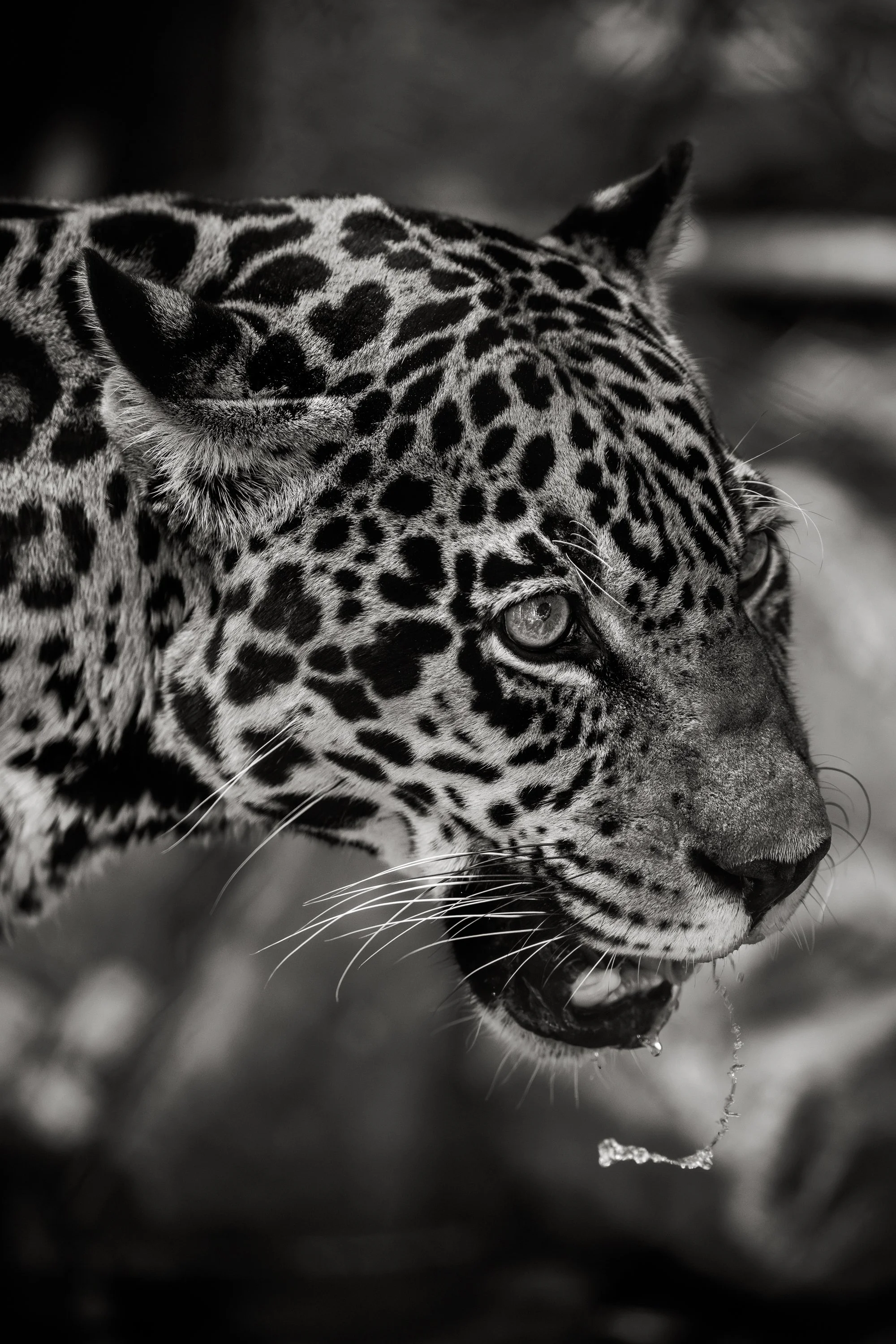 Brevard Zoo-42.jpg