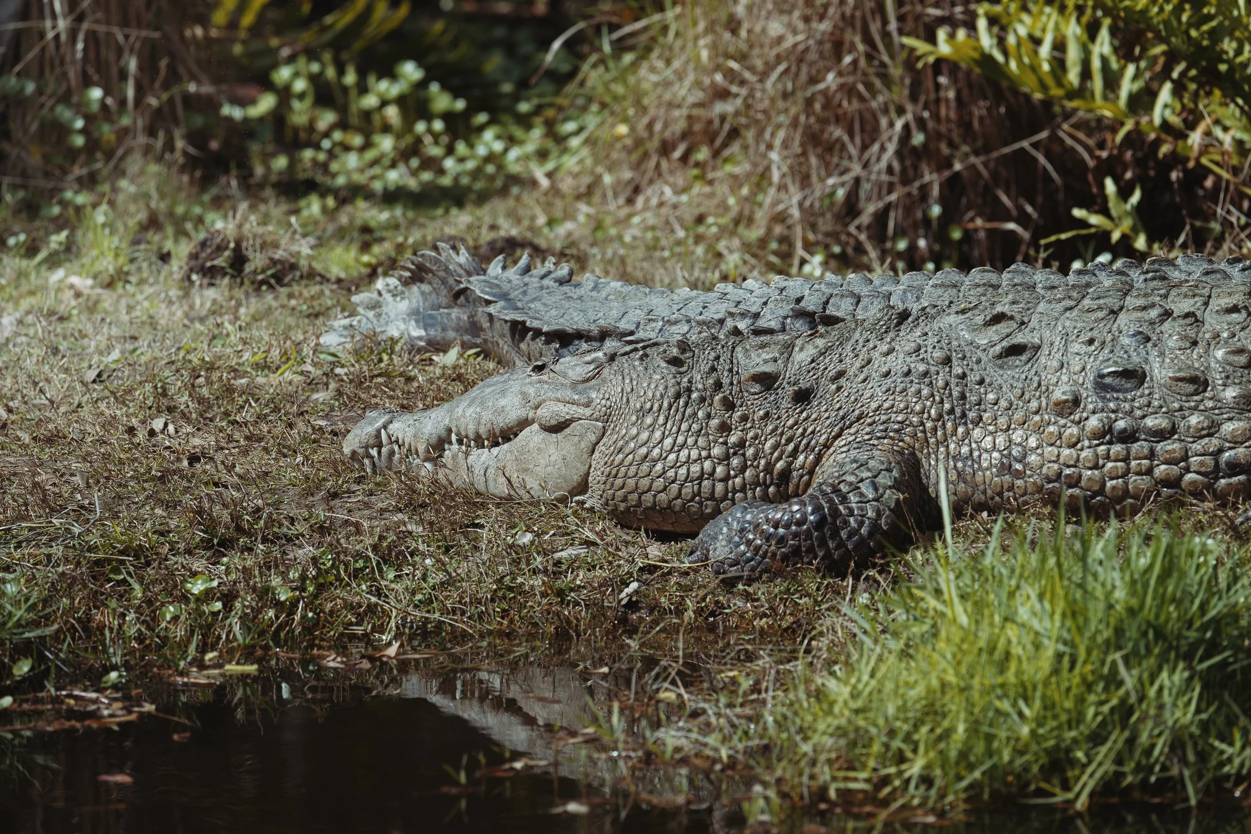 Brevard Zoo-43.jpg
