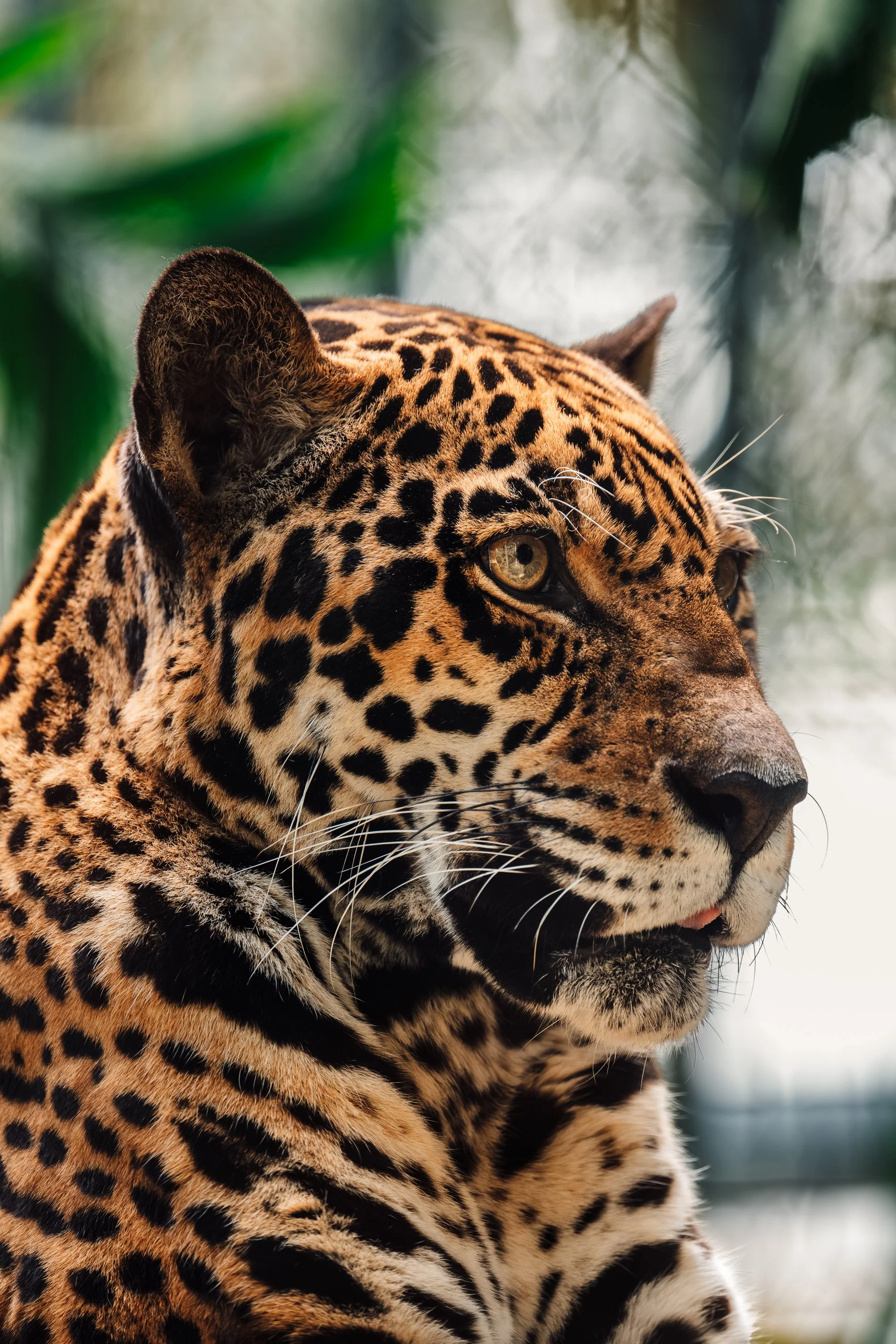 Brevard Zoo-45.jpg