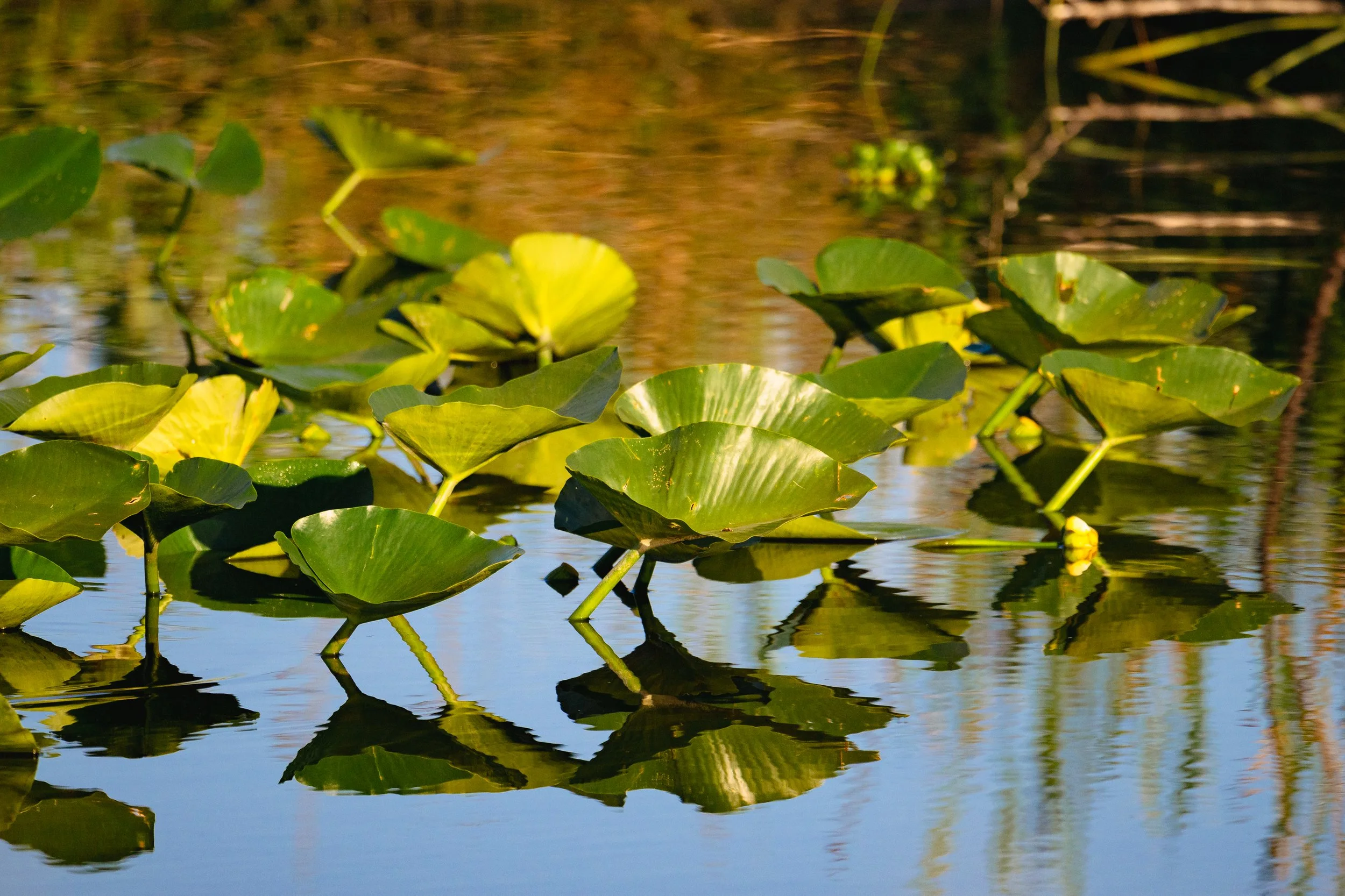 _DSC0875.jpg