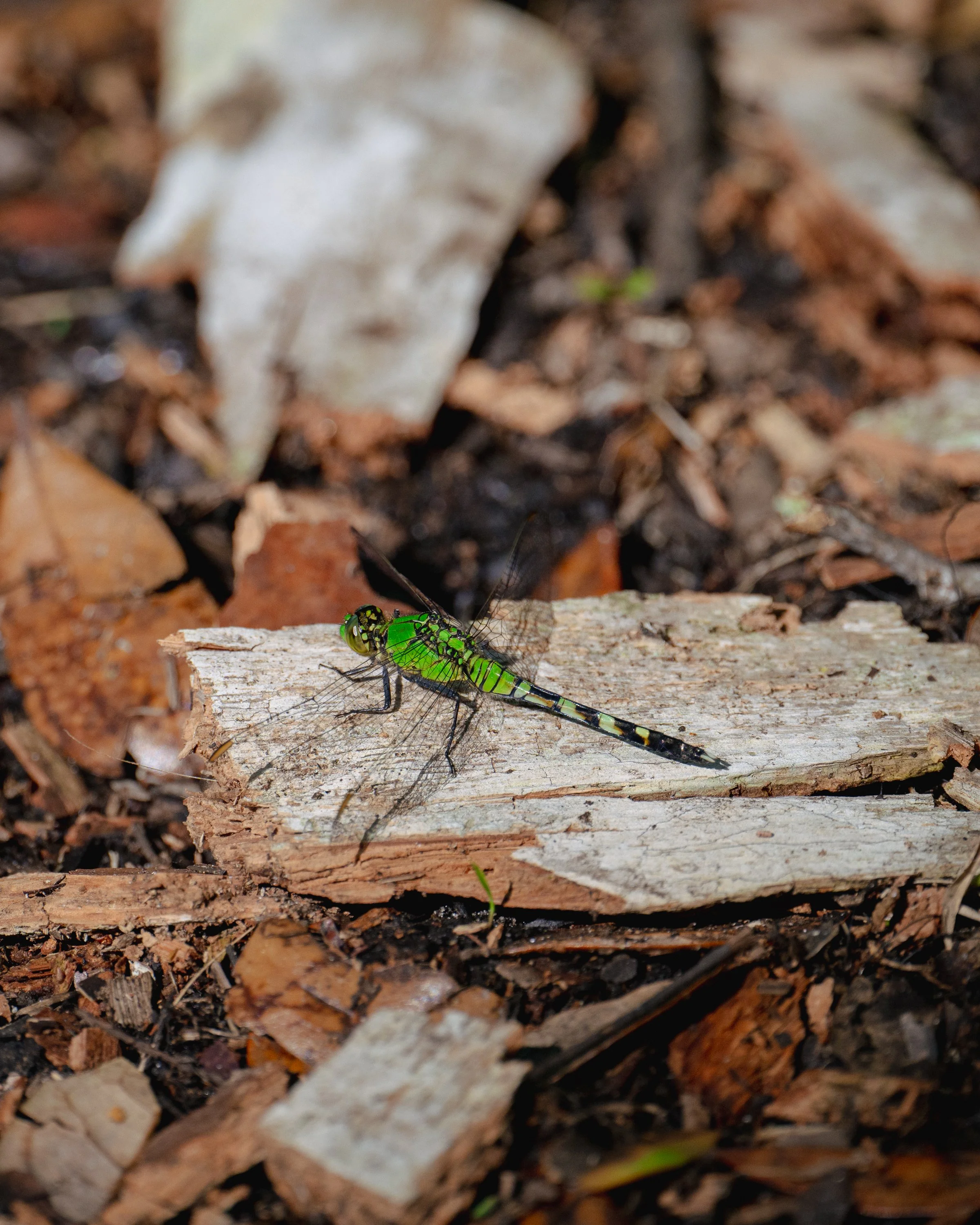 _DSC1383.jpg