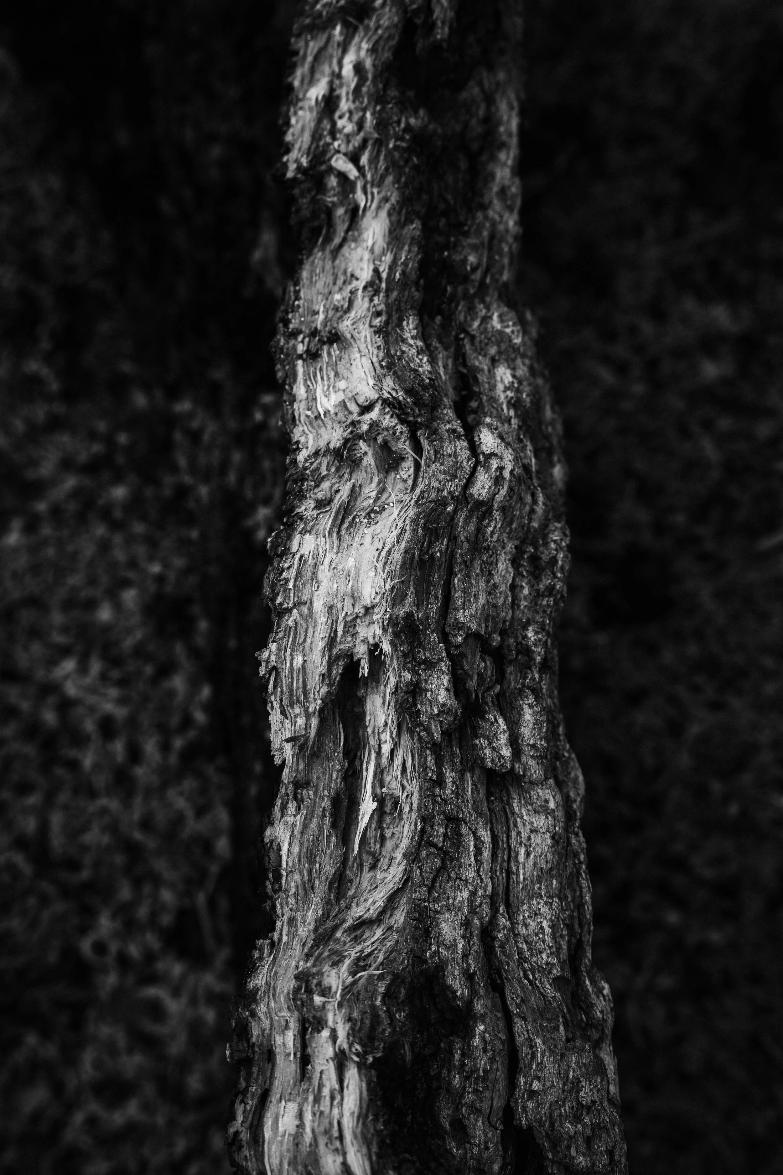 _DSC9863.jpg