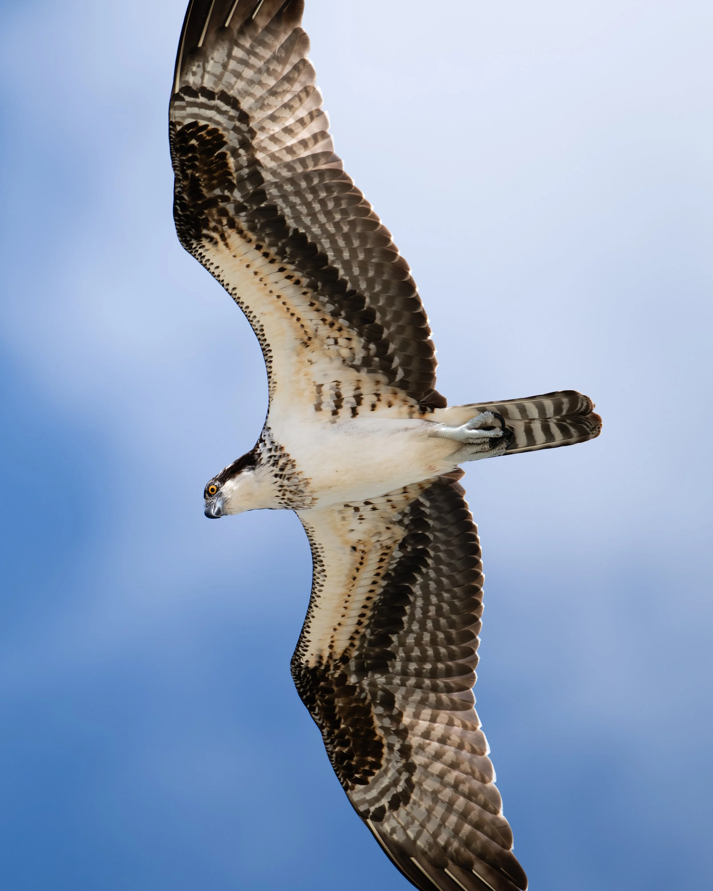 _DSC3653-Enhanced-NR.jpg