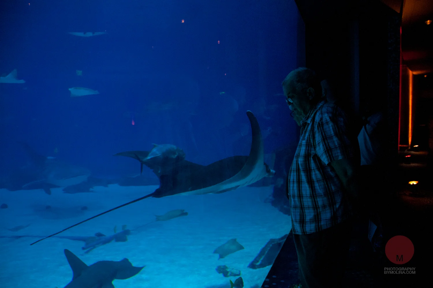 Designs by Molina — Blog — Aquarium Pride!