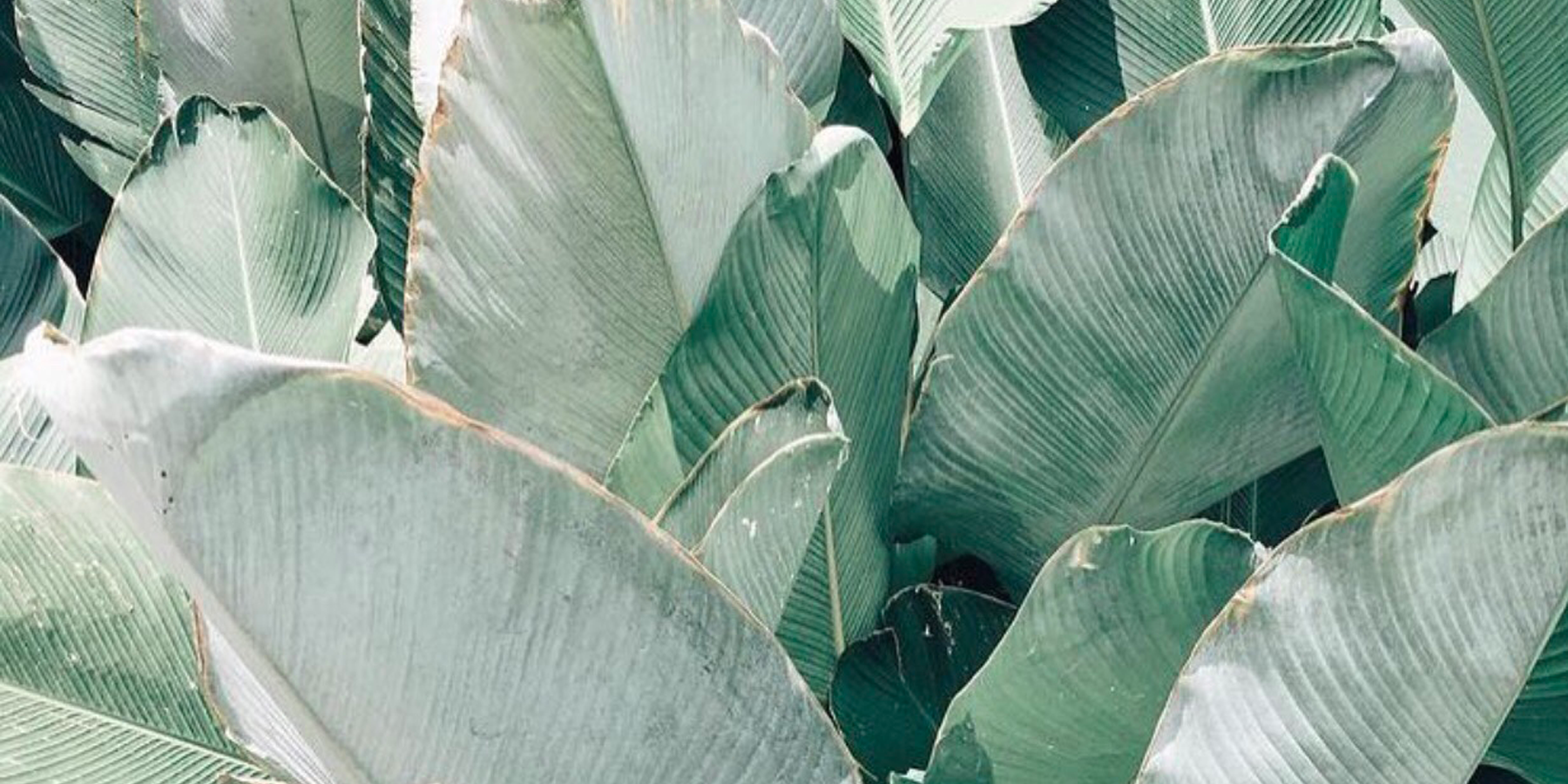 Leaves_1.png