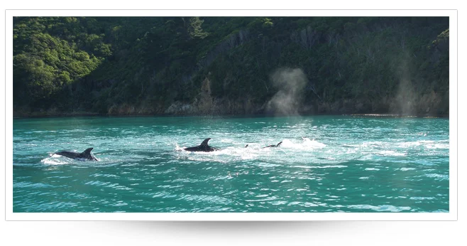 Dolphinsin the Marlborough Sounds (photo Cawthron Inst)