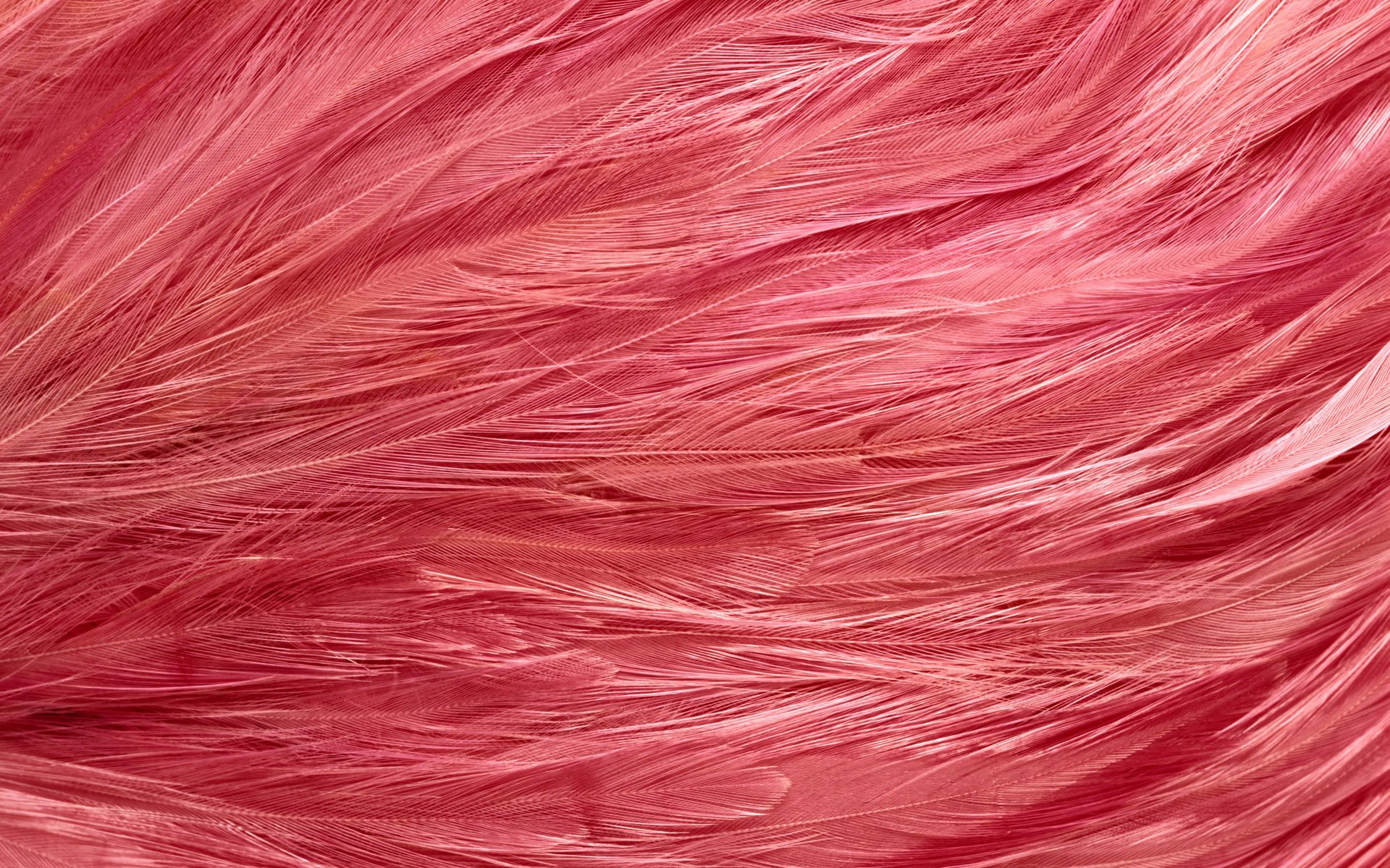 feather_texture1447.jpg