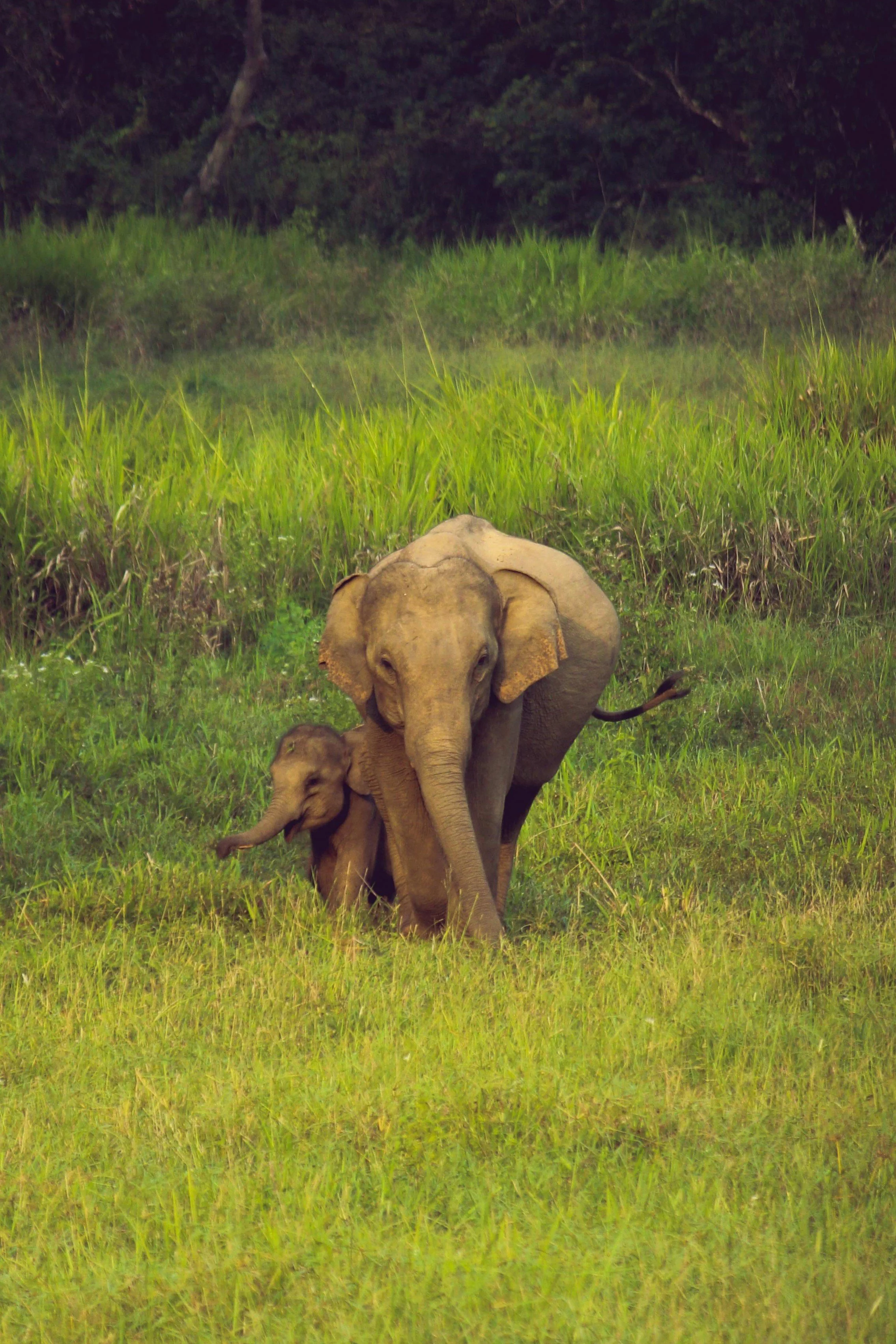 Sri Lanka, 2014