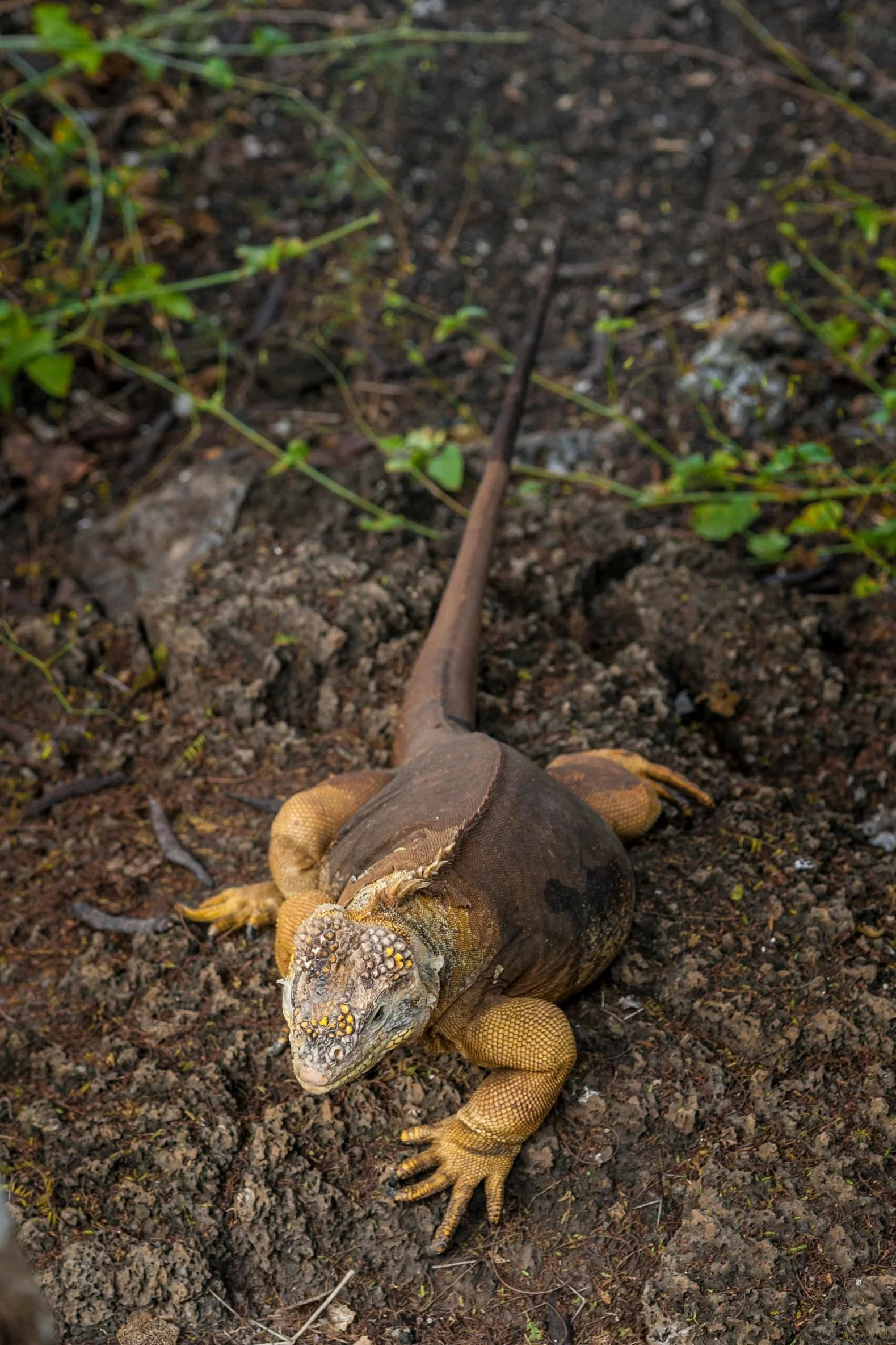 Galápagos Islands, Ecuador, 2023