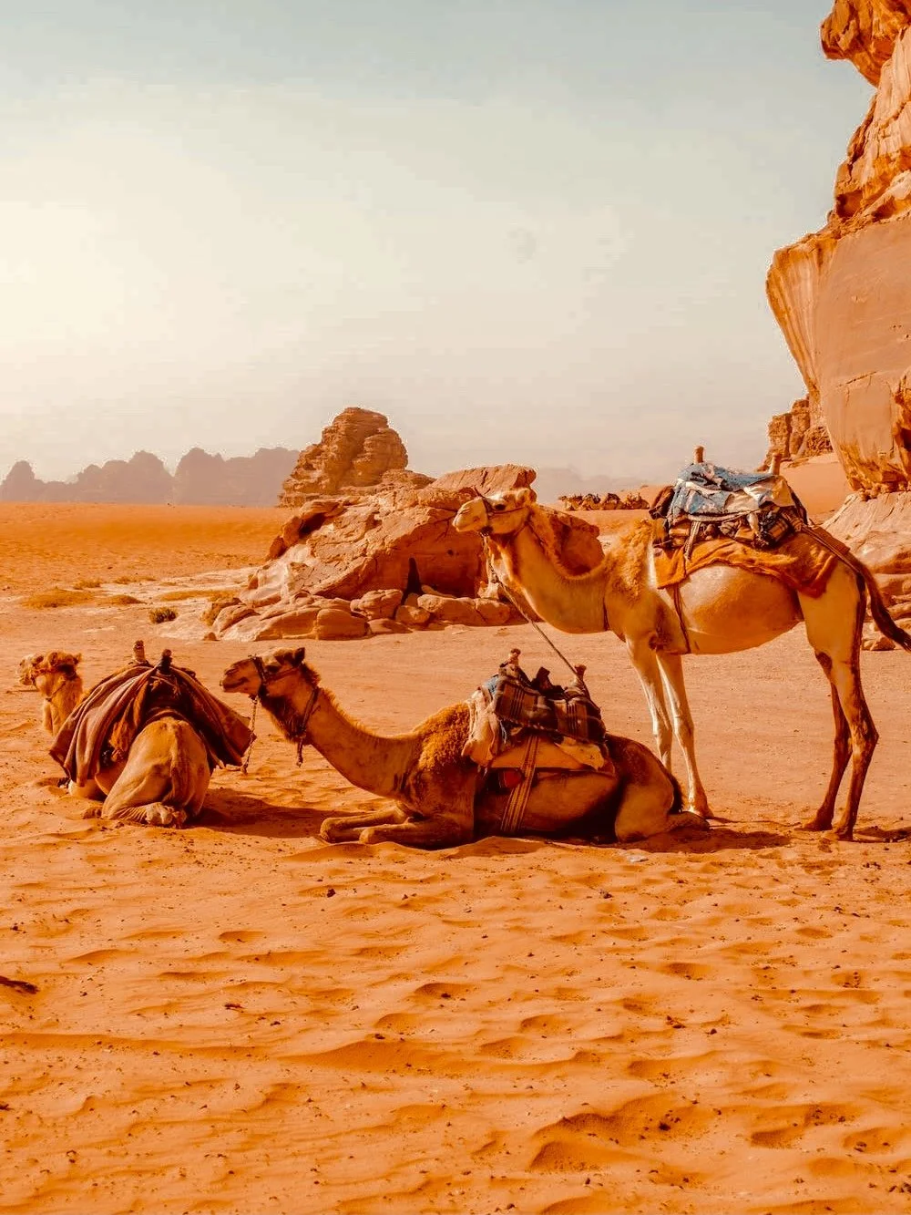 Petra &amp; Wadi Rum, Jordan, 2024