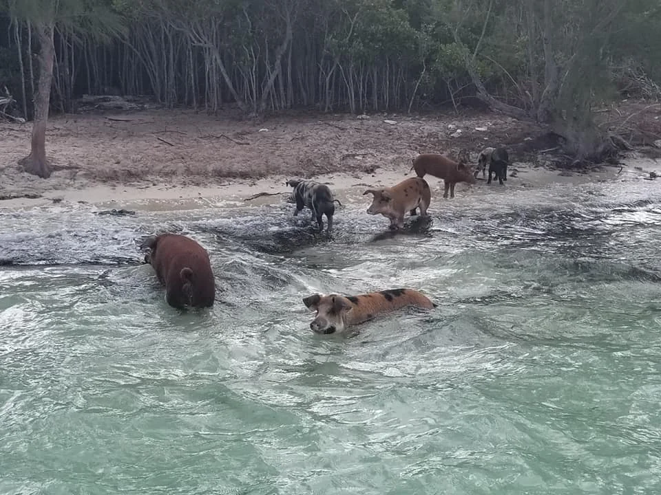 SWF pig island 8.jpg