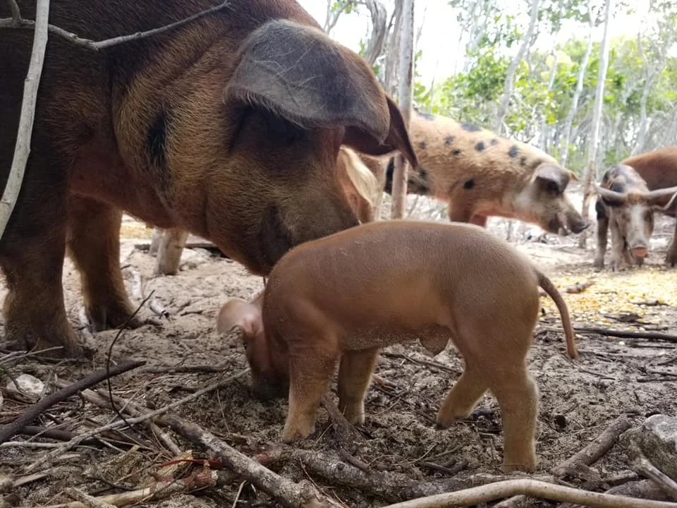SWF pig island 7.jpg
