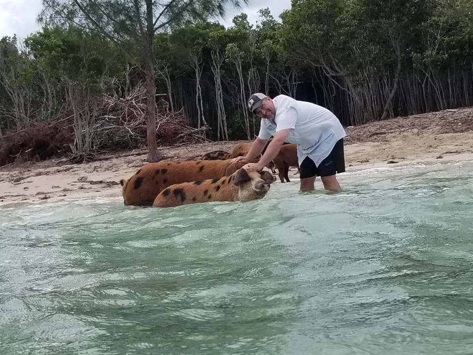 SWF pig island 2.jpg