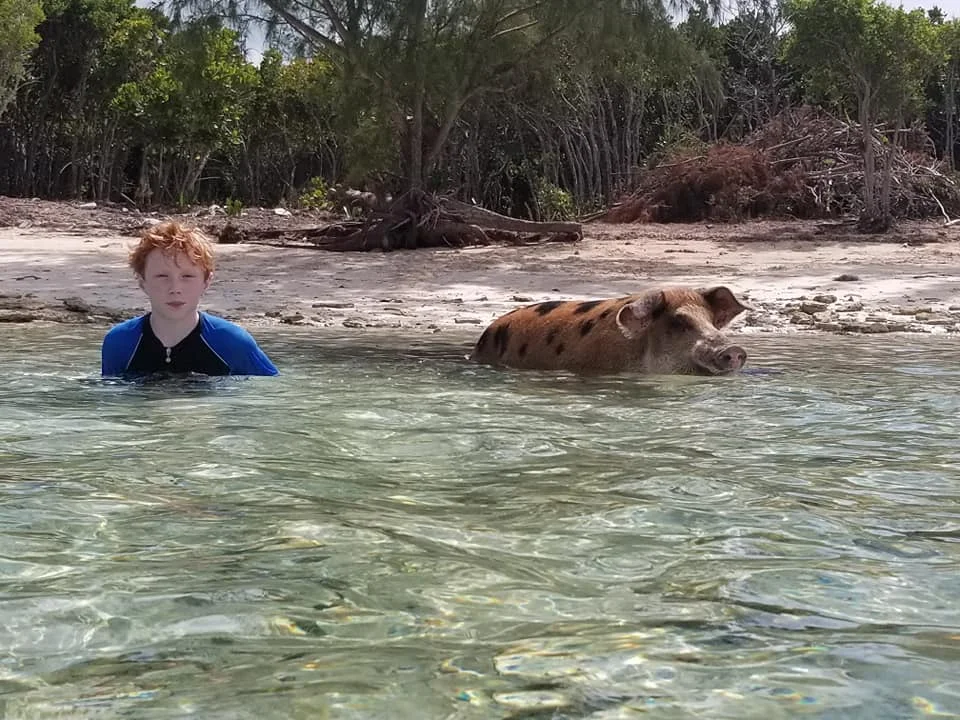 SWF pig island 14.jpg