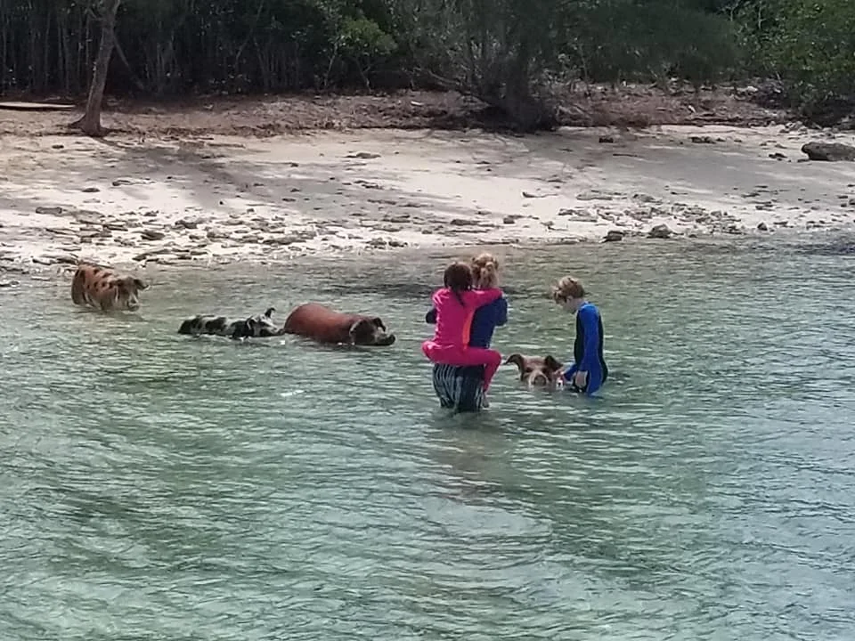 SWF pig island 13.jpg