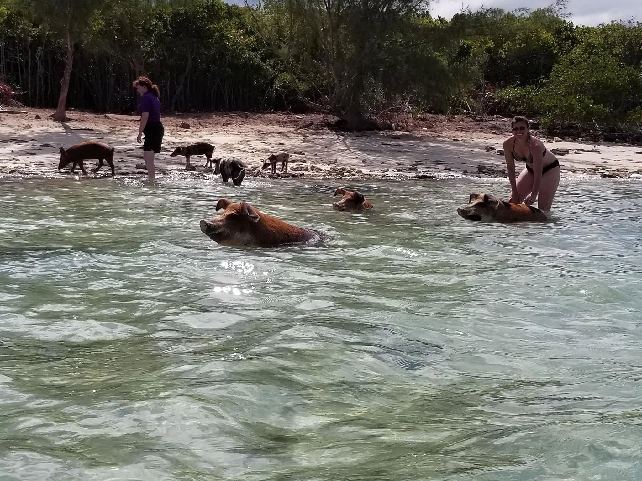 SWF pig island 12.jpg