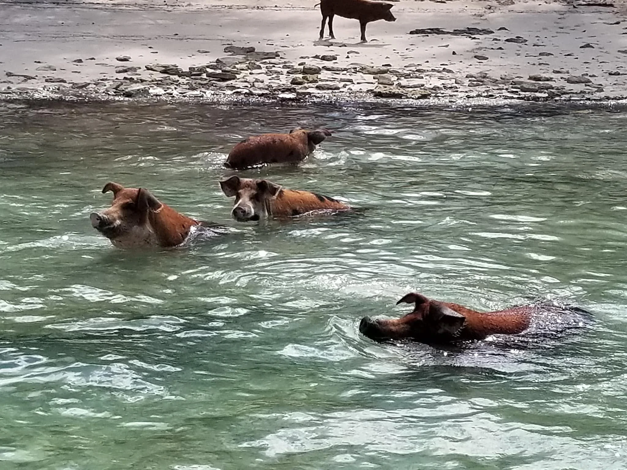 SWF pig island 11.jpg