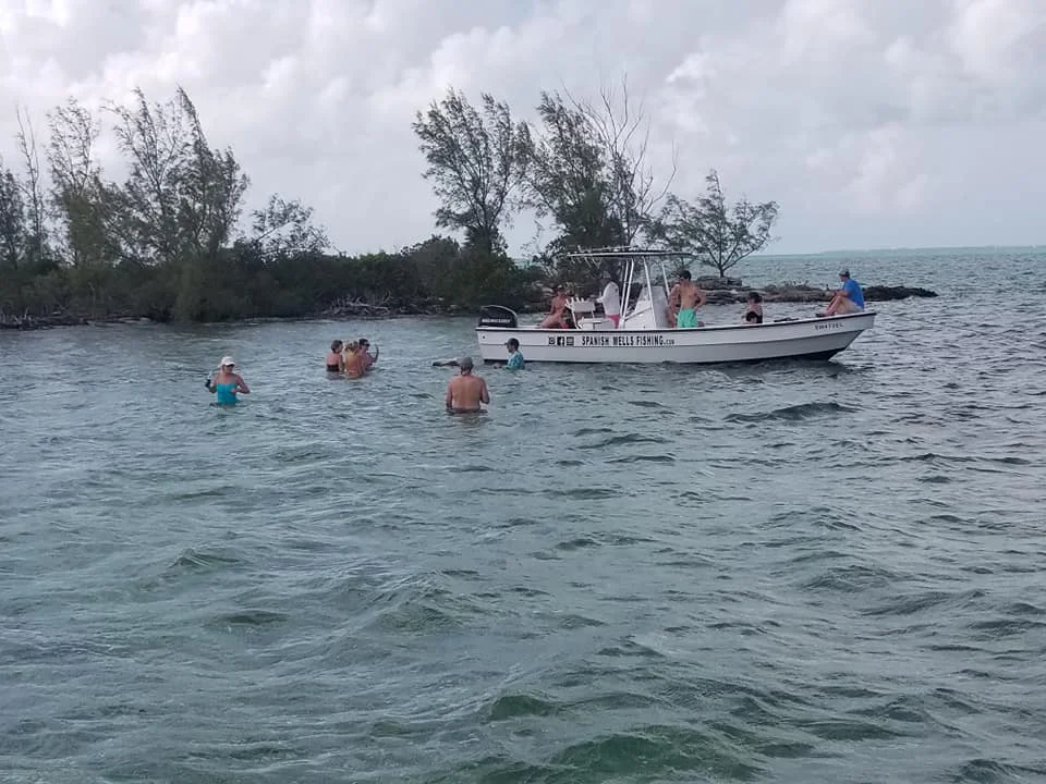 SWF pig island 9.jpg
