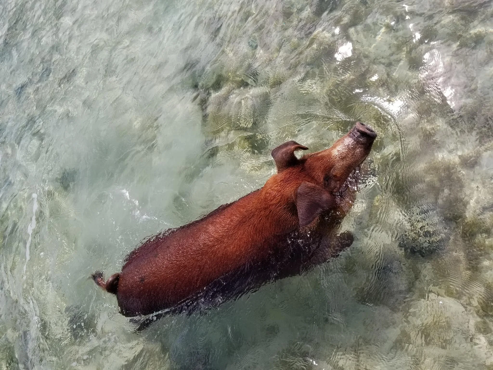 SWF pig island 10.jpg